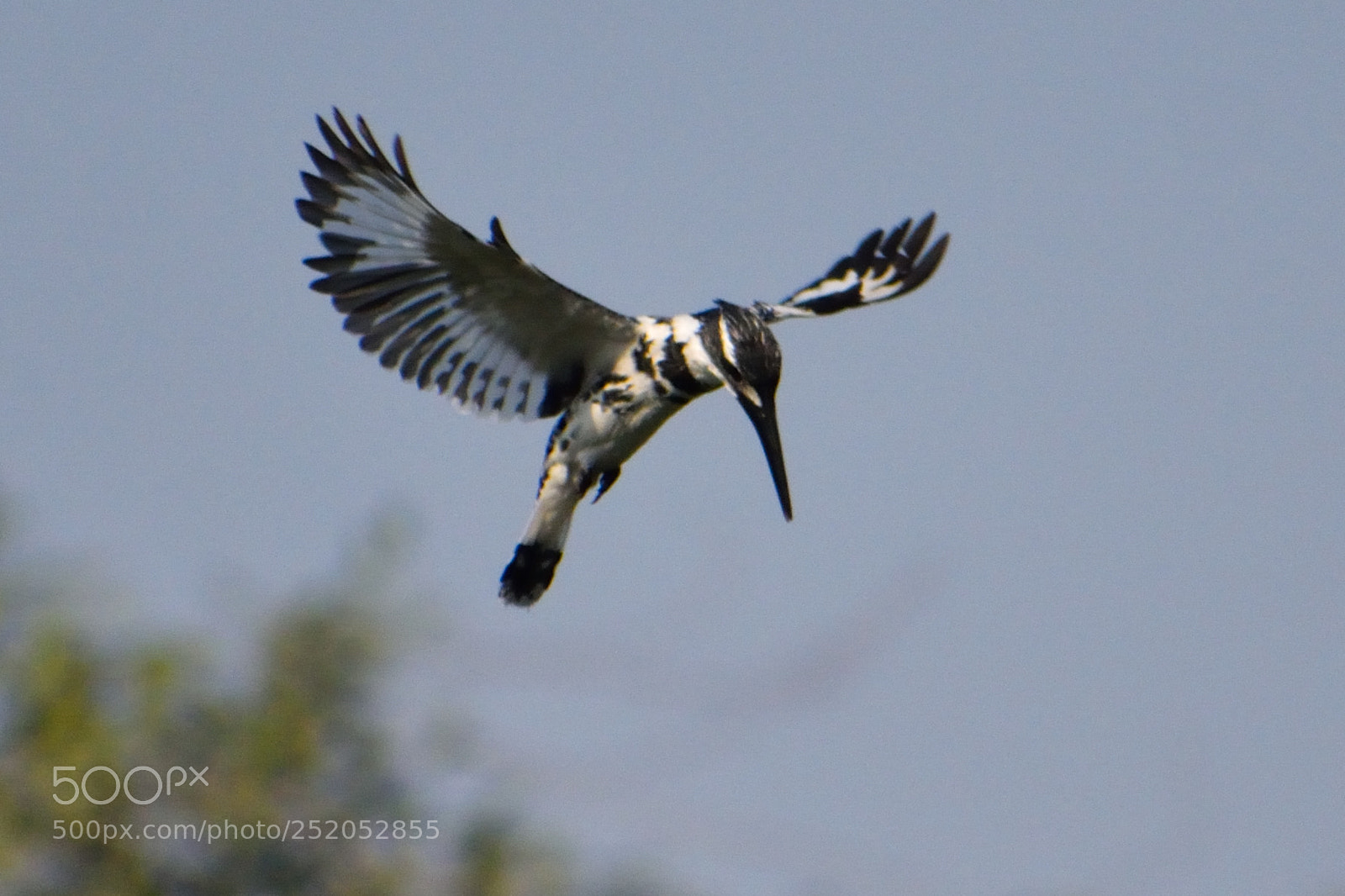 Nikon D3300 sample photo. Pied kingfisher photography