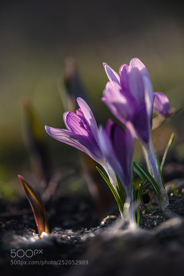Nikon D600 sample photo. Проводник photography
