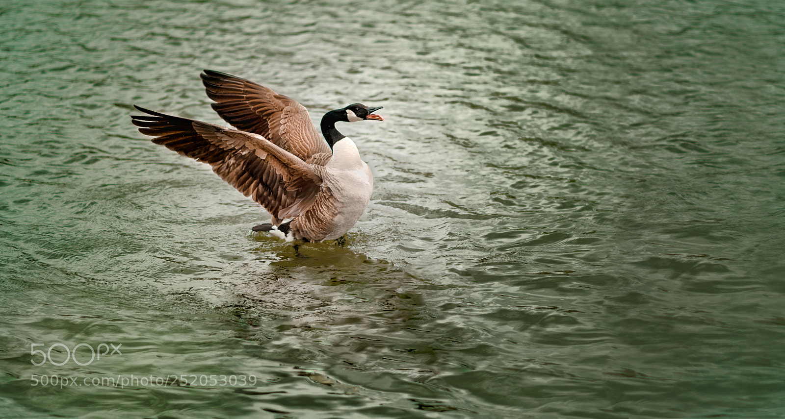 Sony a7R III sample photo. Goose action photography