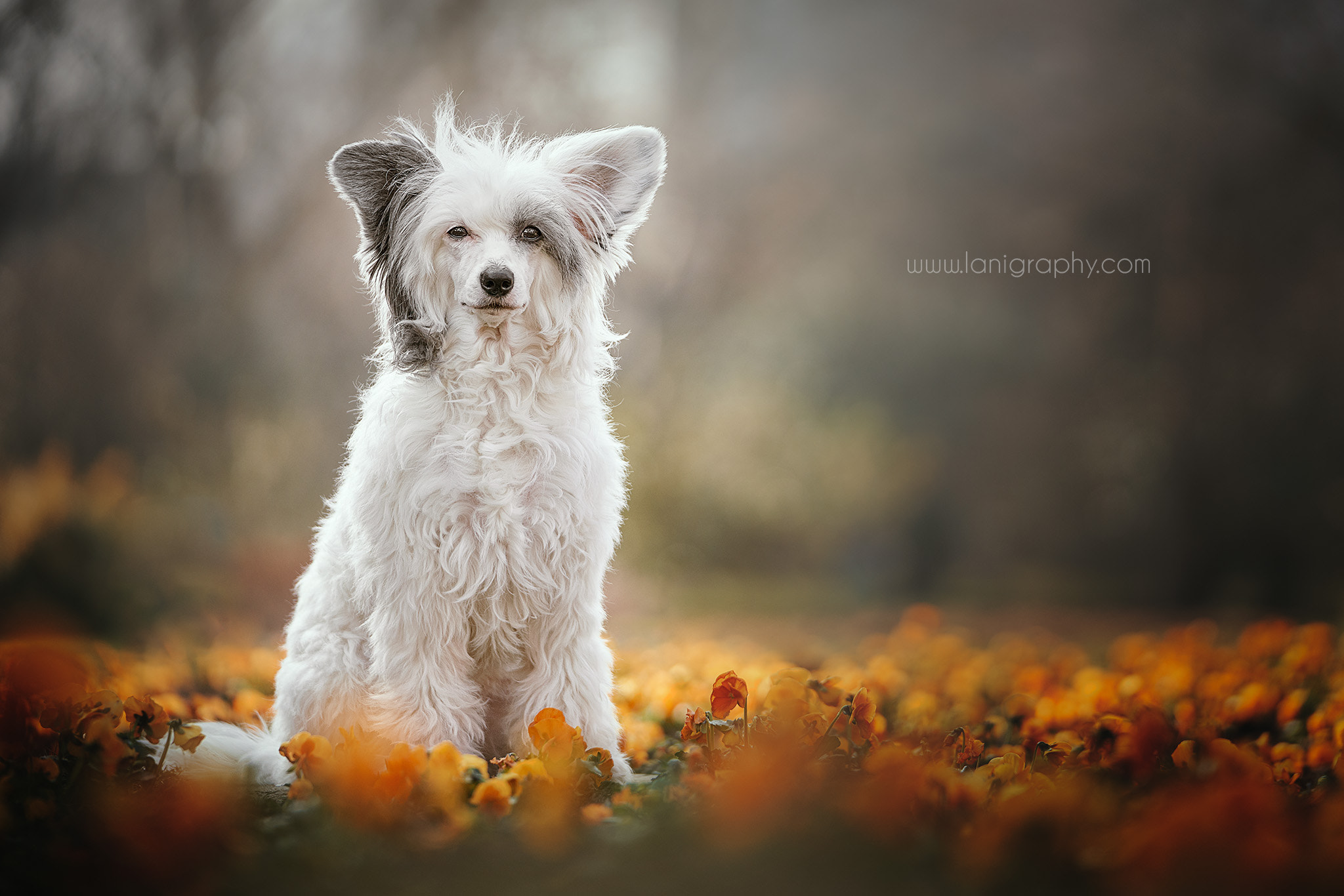 Sony FE 70-200mm F2.8 GM OSS sample photo. Lumi photography
