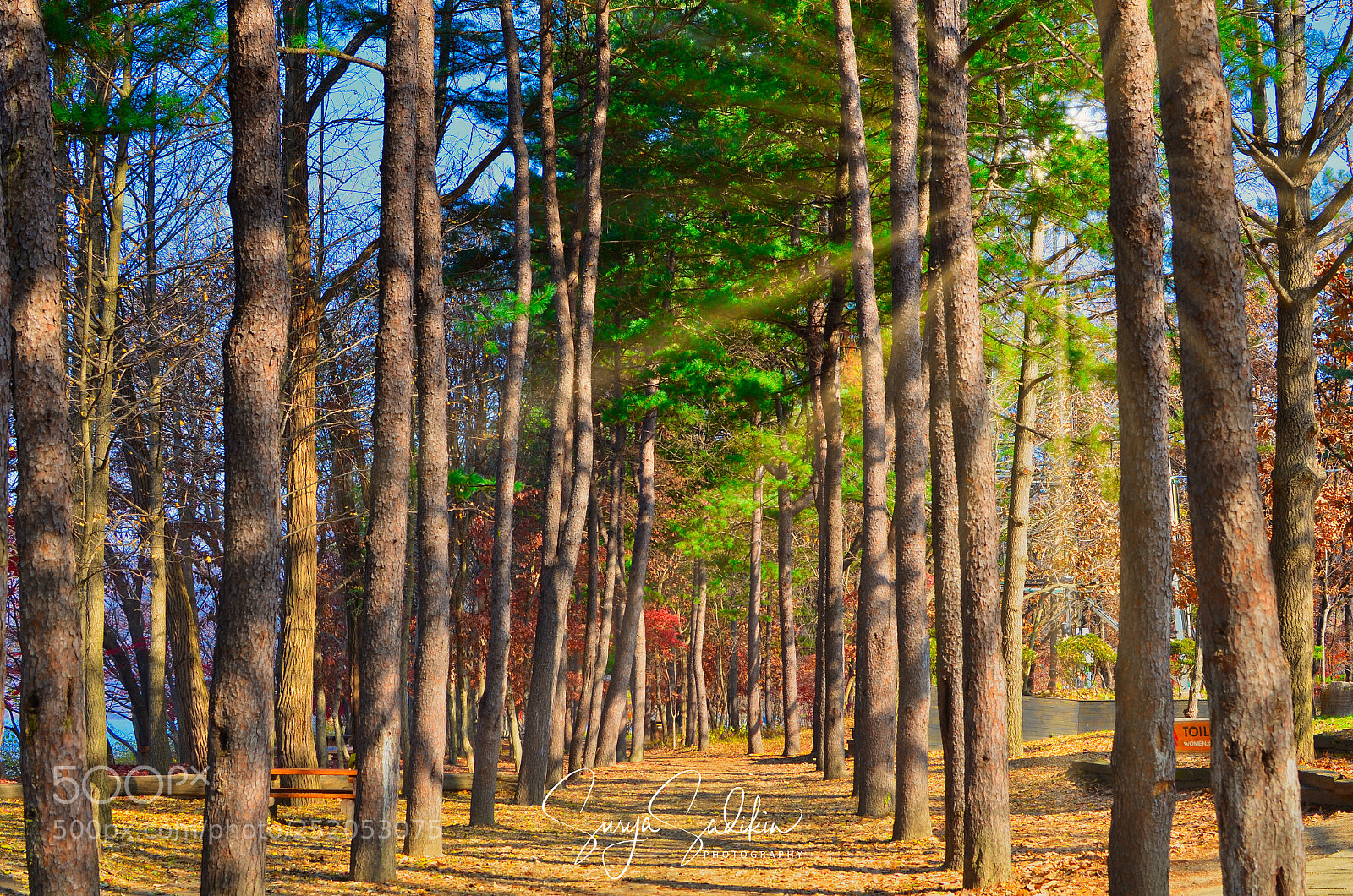 Nikon D7000 sample photo. Golden forrest - nami photography