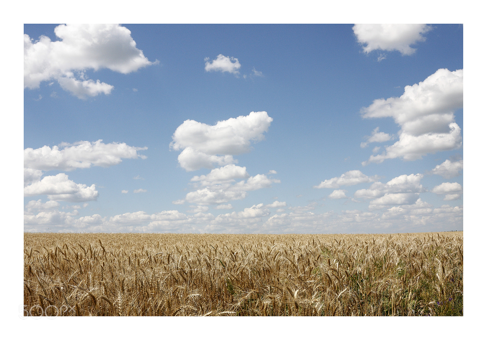 Canon EOS 40D sample photo. A wheat field. photography