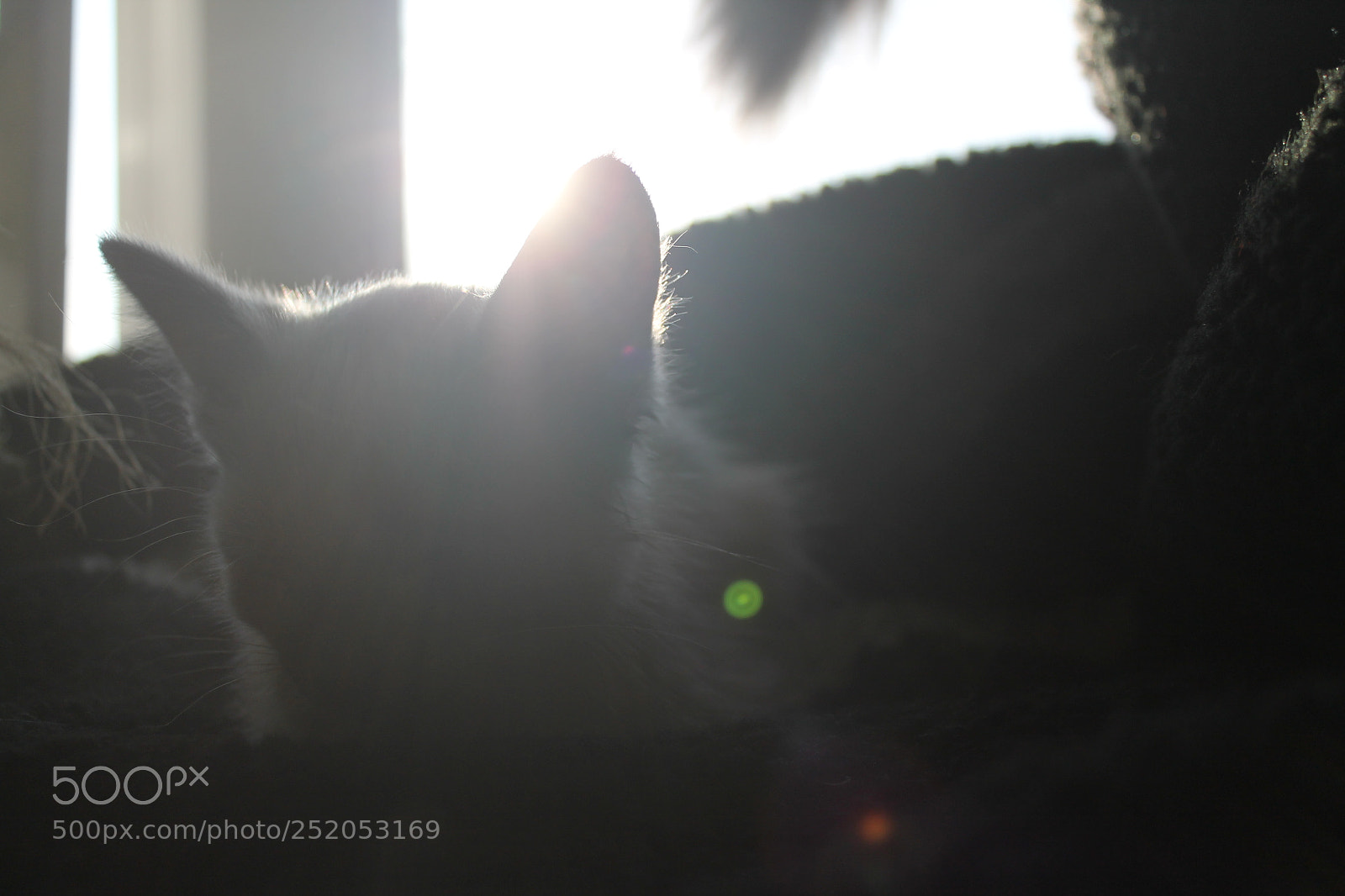 Canon EOS 1100D (EOS Rebel T3 / EOS Kiss X50) sample photo. Kitty photography