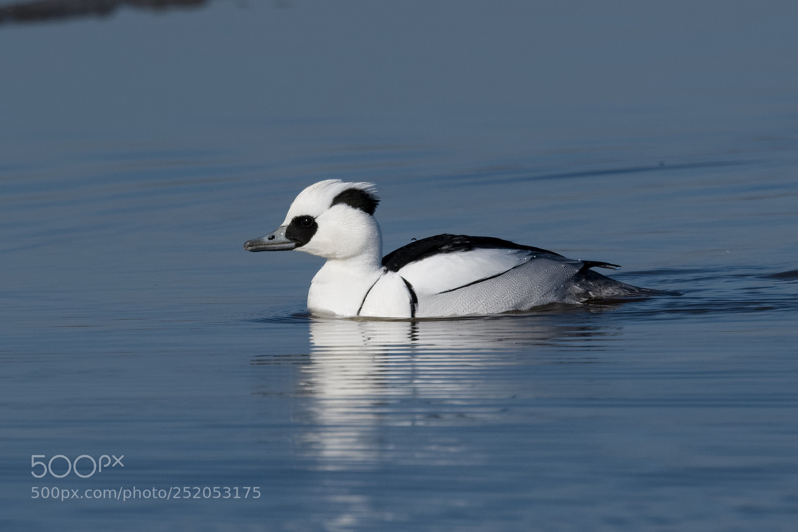 Nikon D500 sample photo. Smew photography