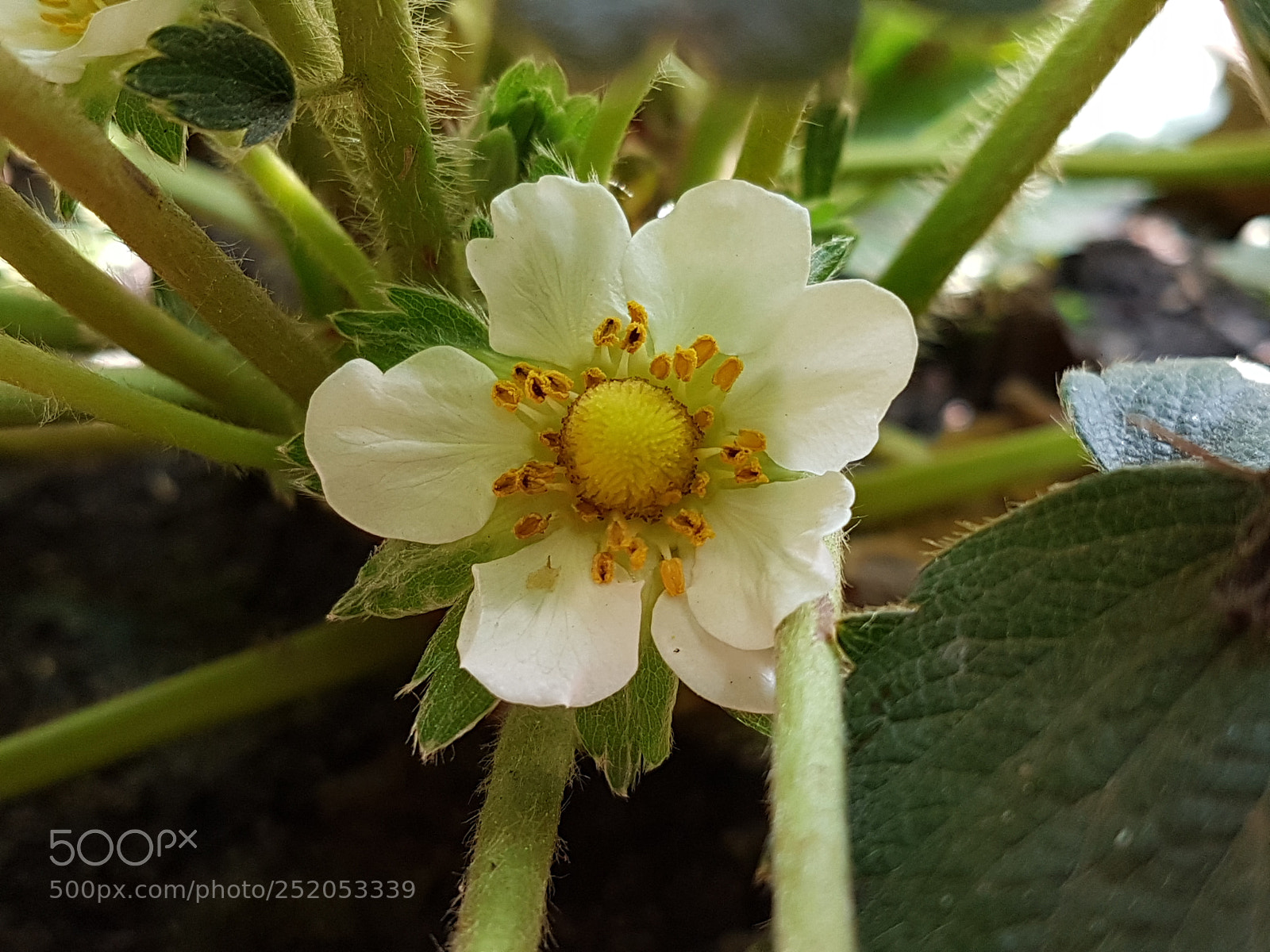 Samsung Galaxy S7 sample photo. Untitled photography