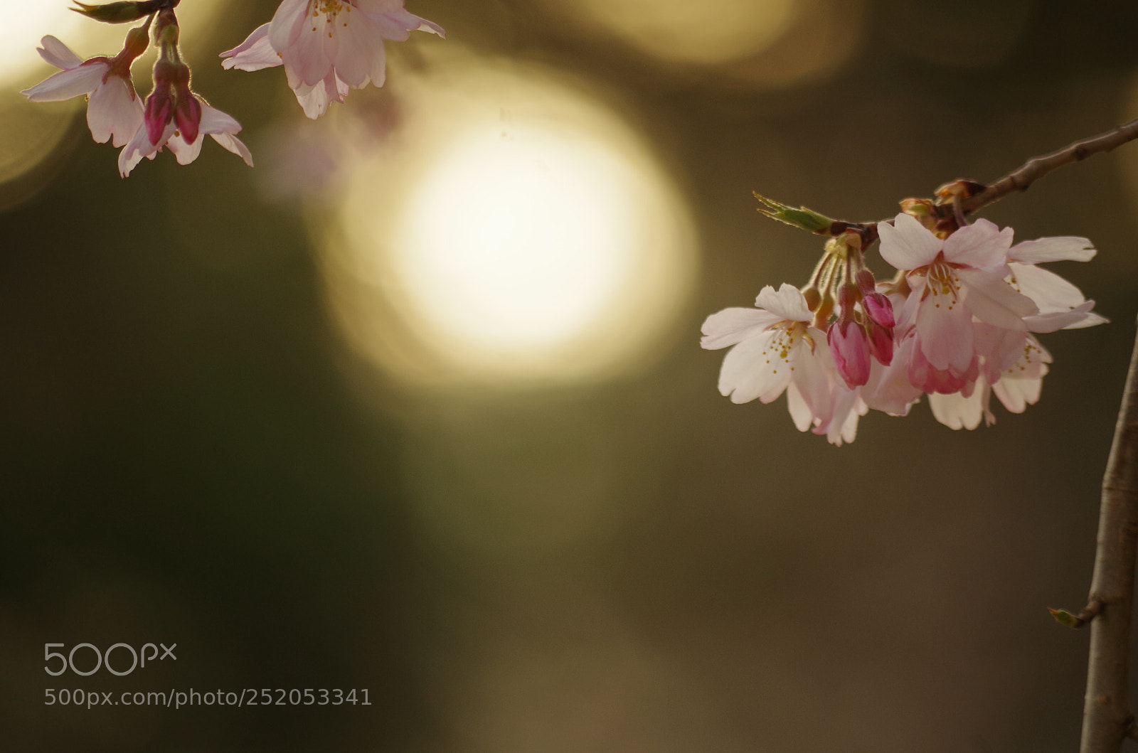 Pentax K-50 sample photo. Cherry blossoms photography