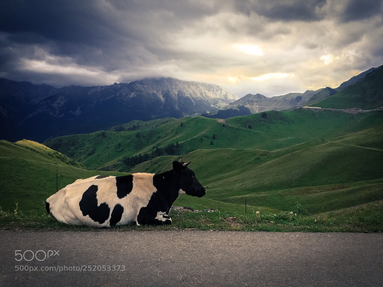 Apple iPhone 6 sample photo. Mooooo.......... photography