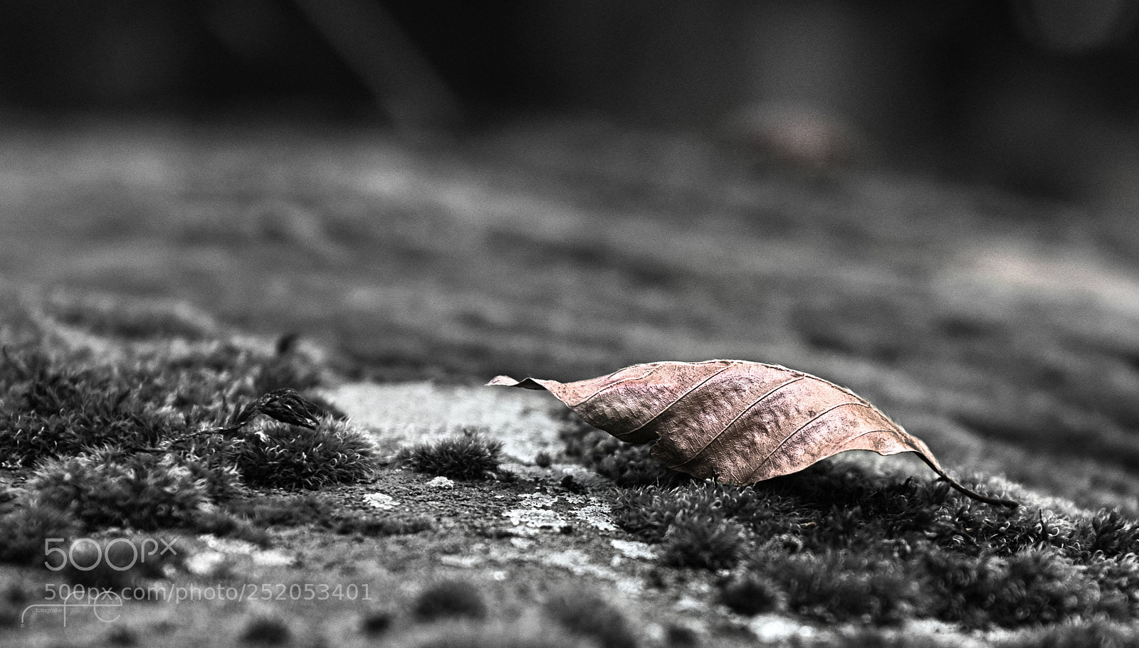 Nikon D800 sample photo. Transitoriness of life photography