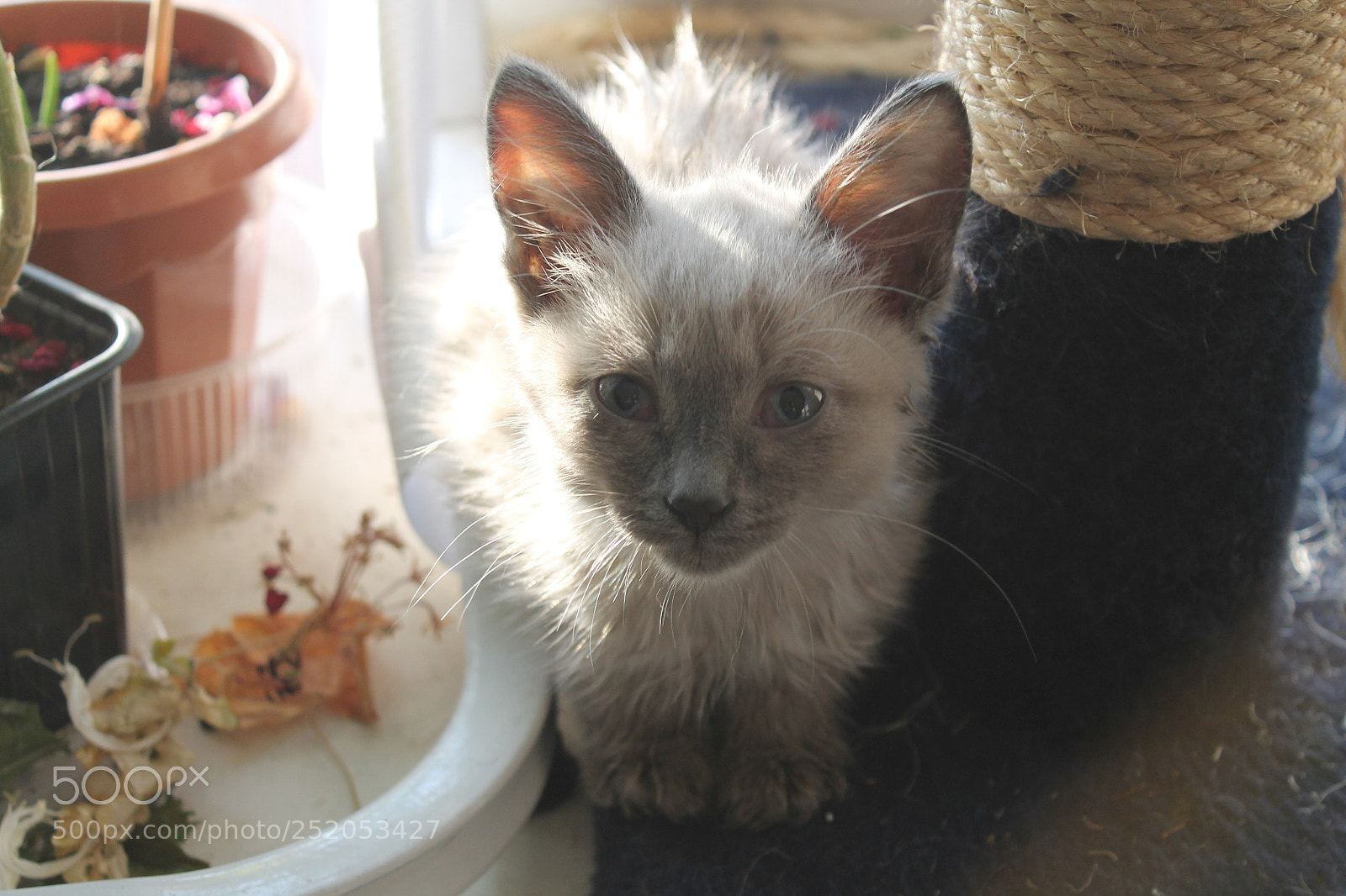 Canon EOS 1100D (EOS Rebel T3 / EOS Kiss X50) sample photo. Kitty photography