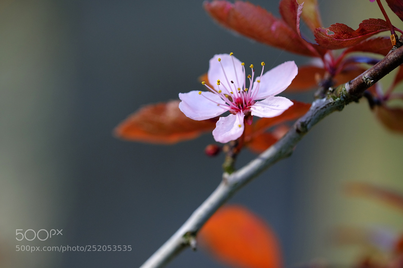 Fujifilm X-T1 sample photo. Plum blossom - calder photography