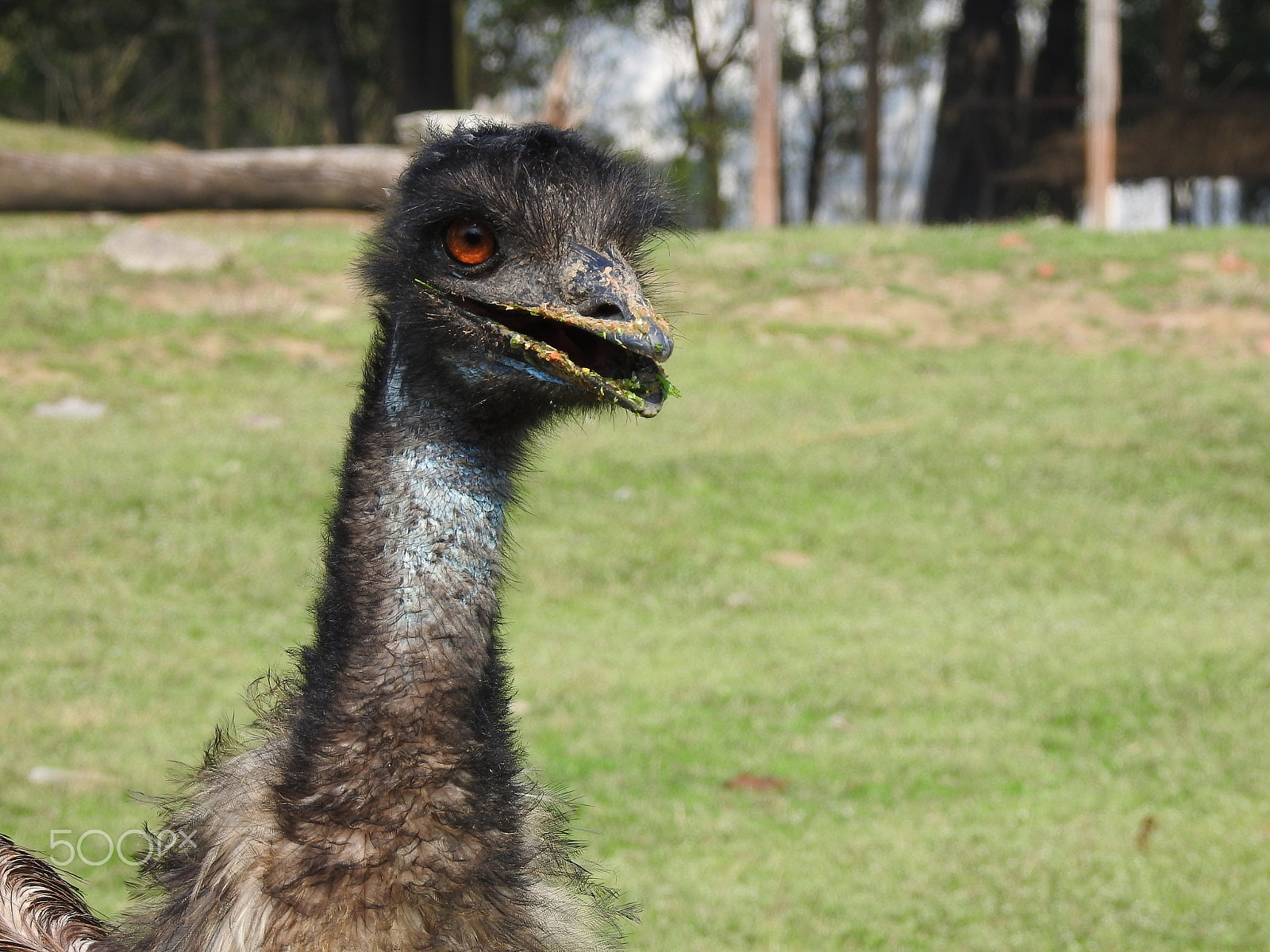 Nikon COOLPIX P900s sample photo. A ravenous emu photography
