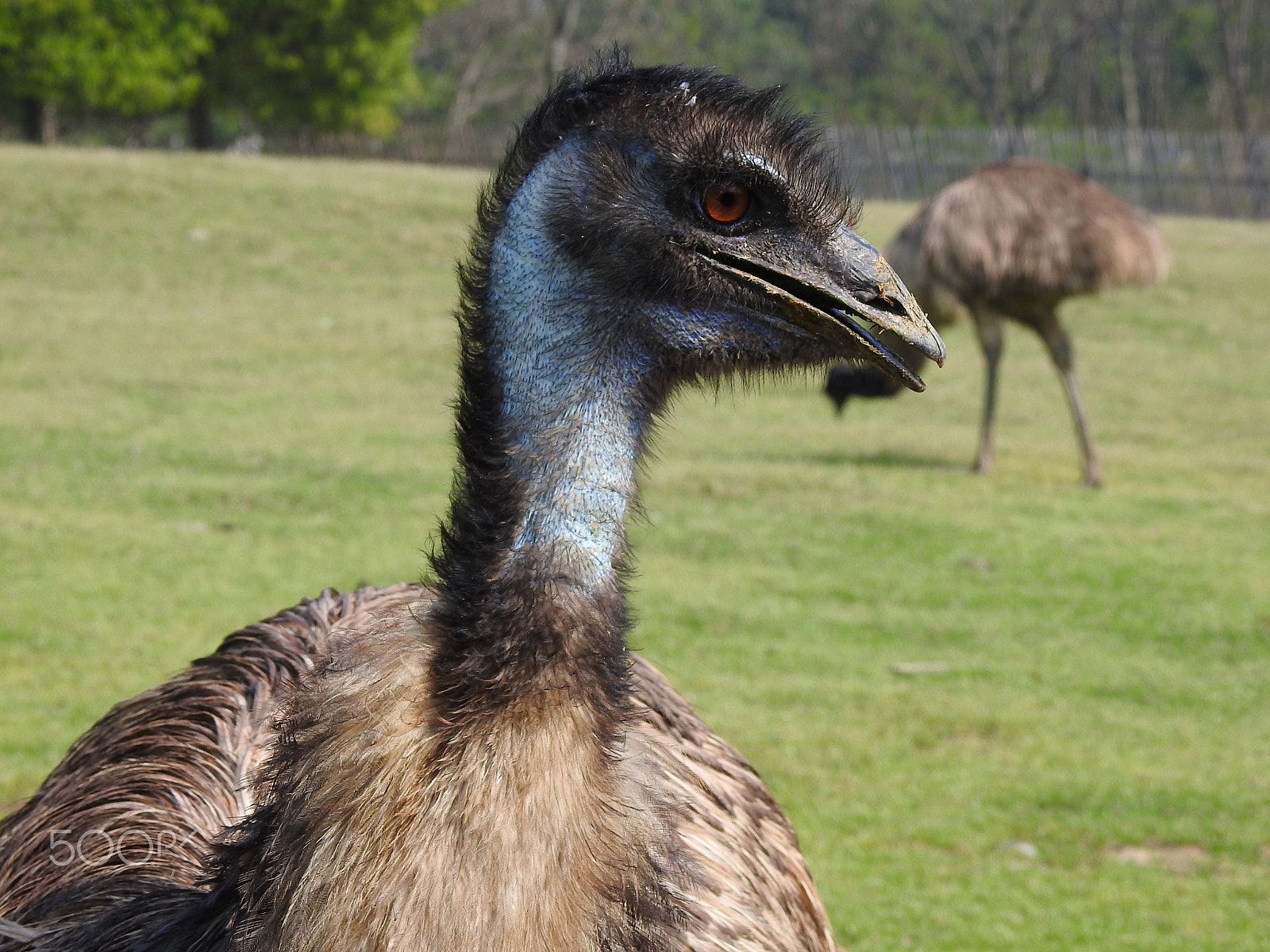 Nikon COOLPIX P900s sample photo. A hungry emu photography