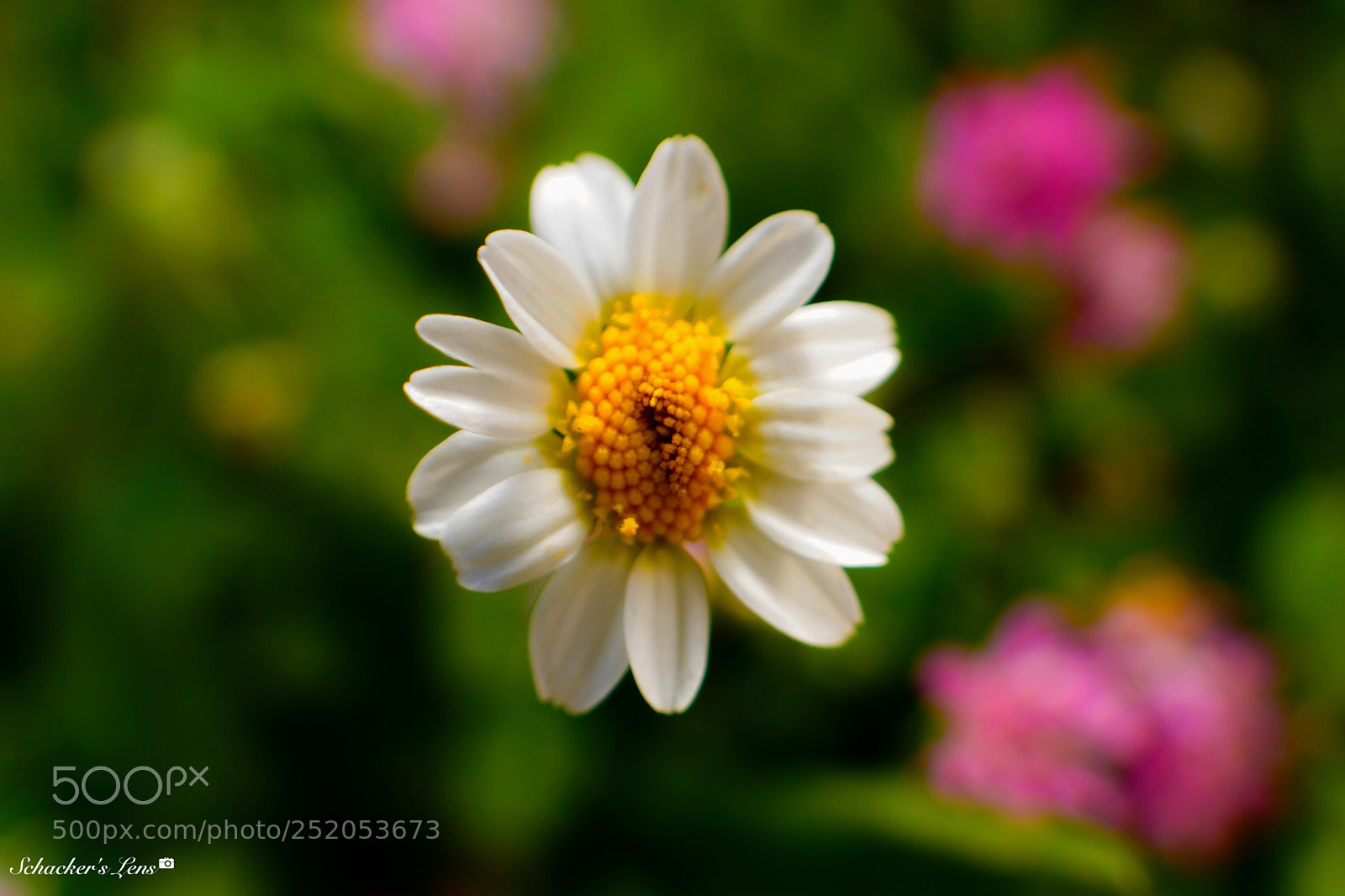 Sony SLT-A65 (SLT-A65V) sample photo. Macro flower2 photography