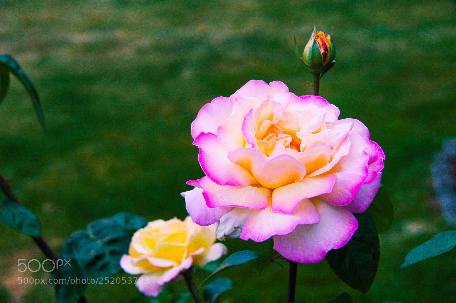 Canon EOS 60D sample photo. Bright side photography