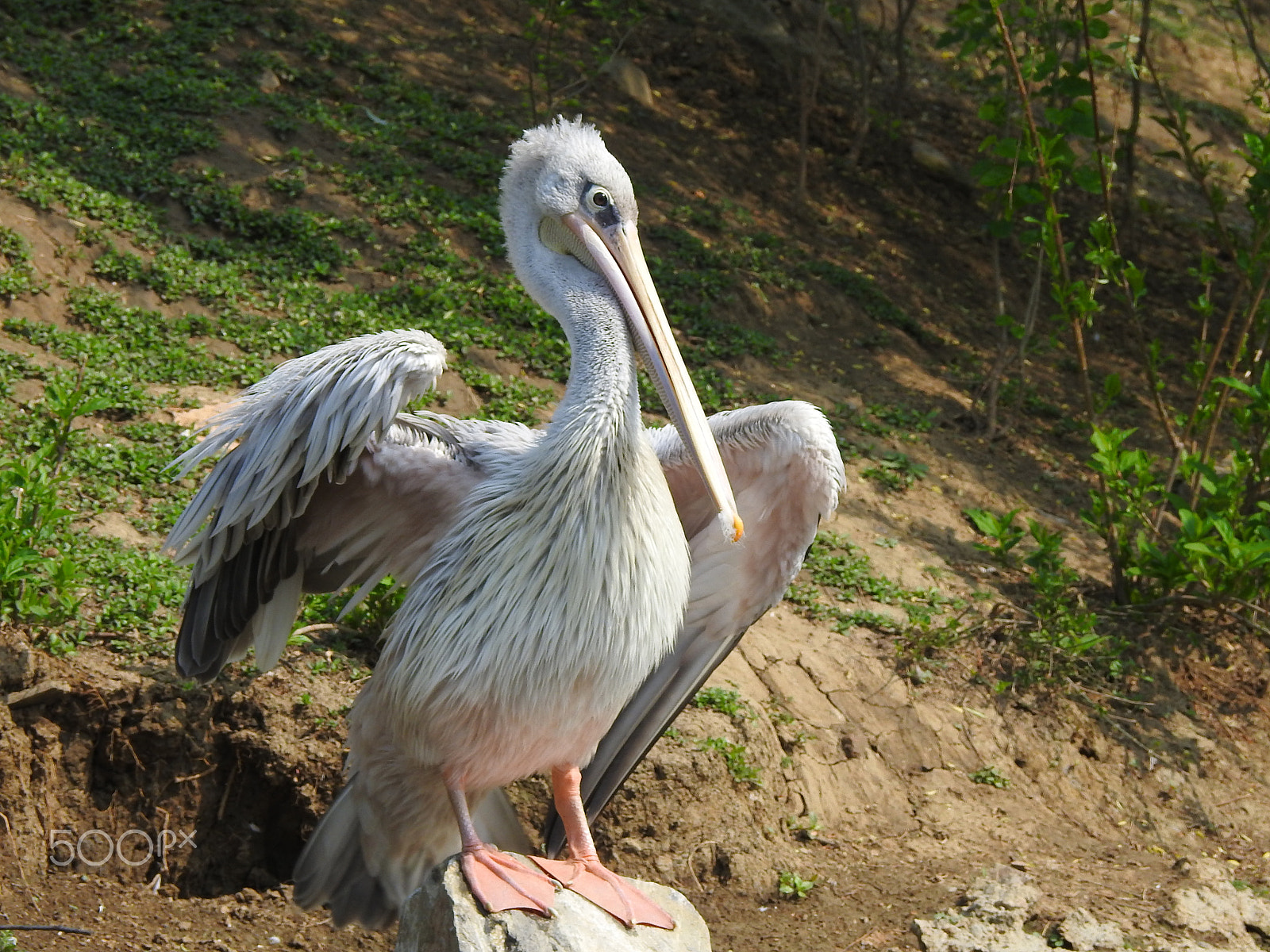 Nikon COOLPIX P900s sample photo. A mighty bird photography