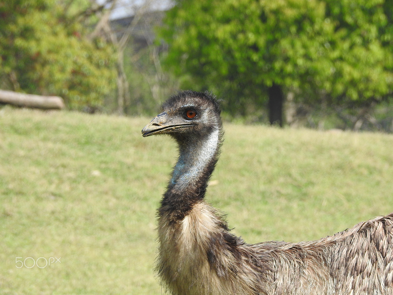 Nikon COOLPIX P900s sample photo. A patrolling emu photography