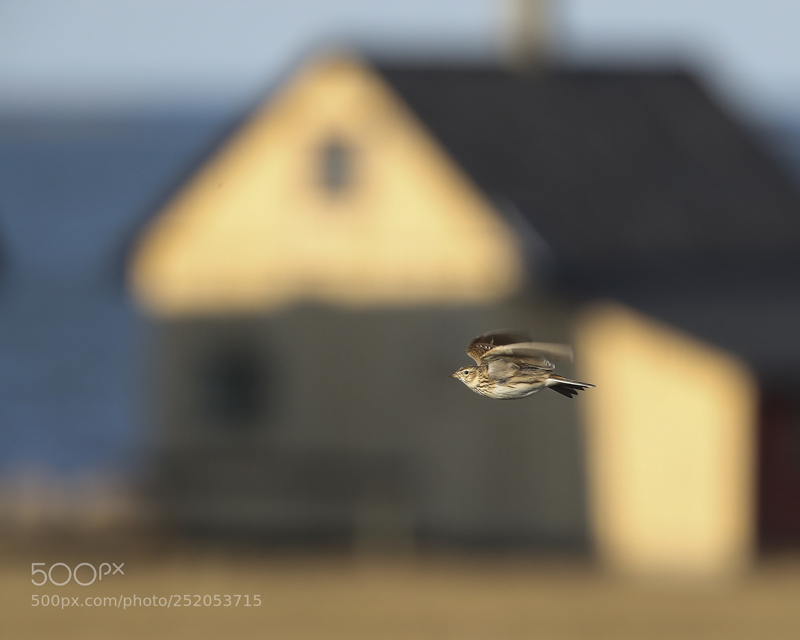 Canon EOS-1D X Mark II sample photo. Meadow lark, an agricultural photography