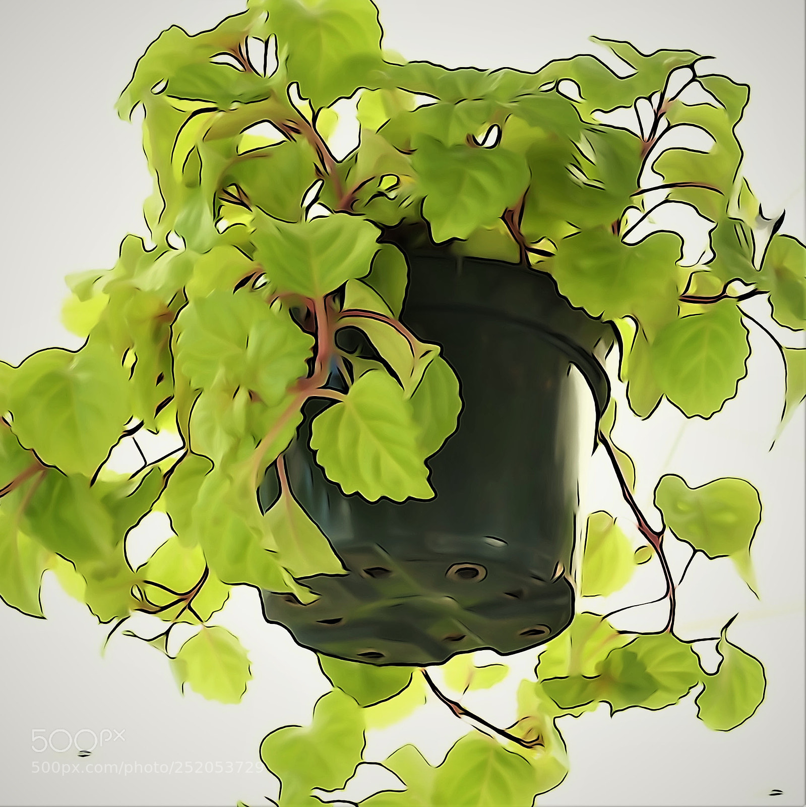 Sony Cyber-shot DSC-RX100 III sample photo. Floating leaves photography