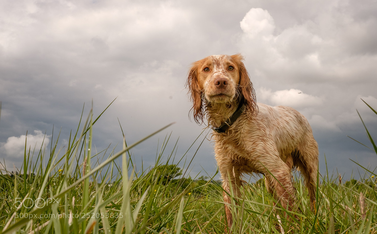 Fujifilm X-Pro2 sample photo. Keeper on the grass photography