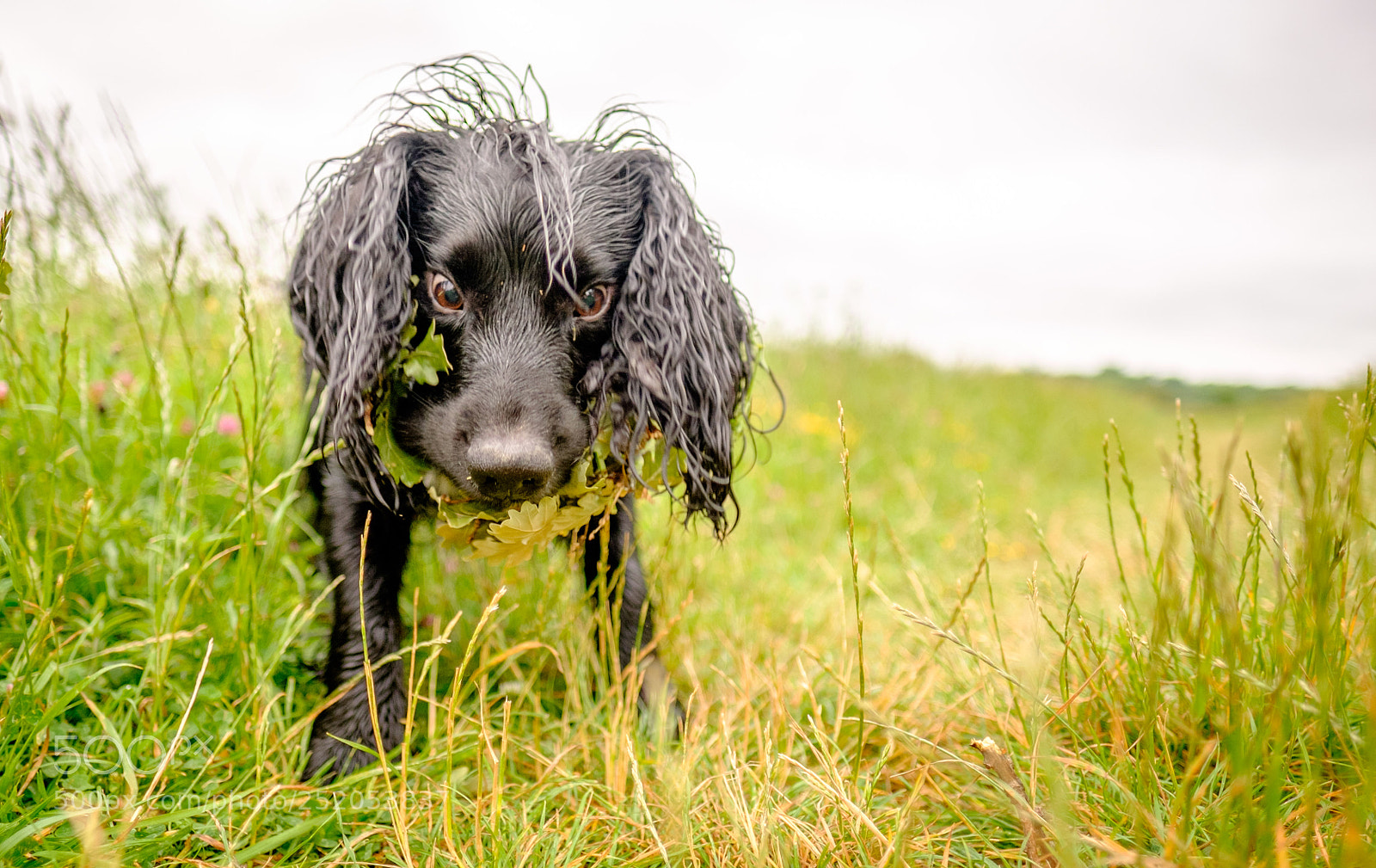 Fujifilm X-T1 sample photo. Pilot as a puppy photography