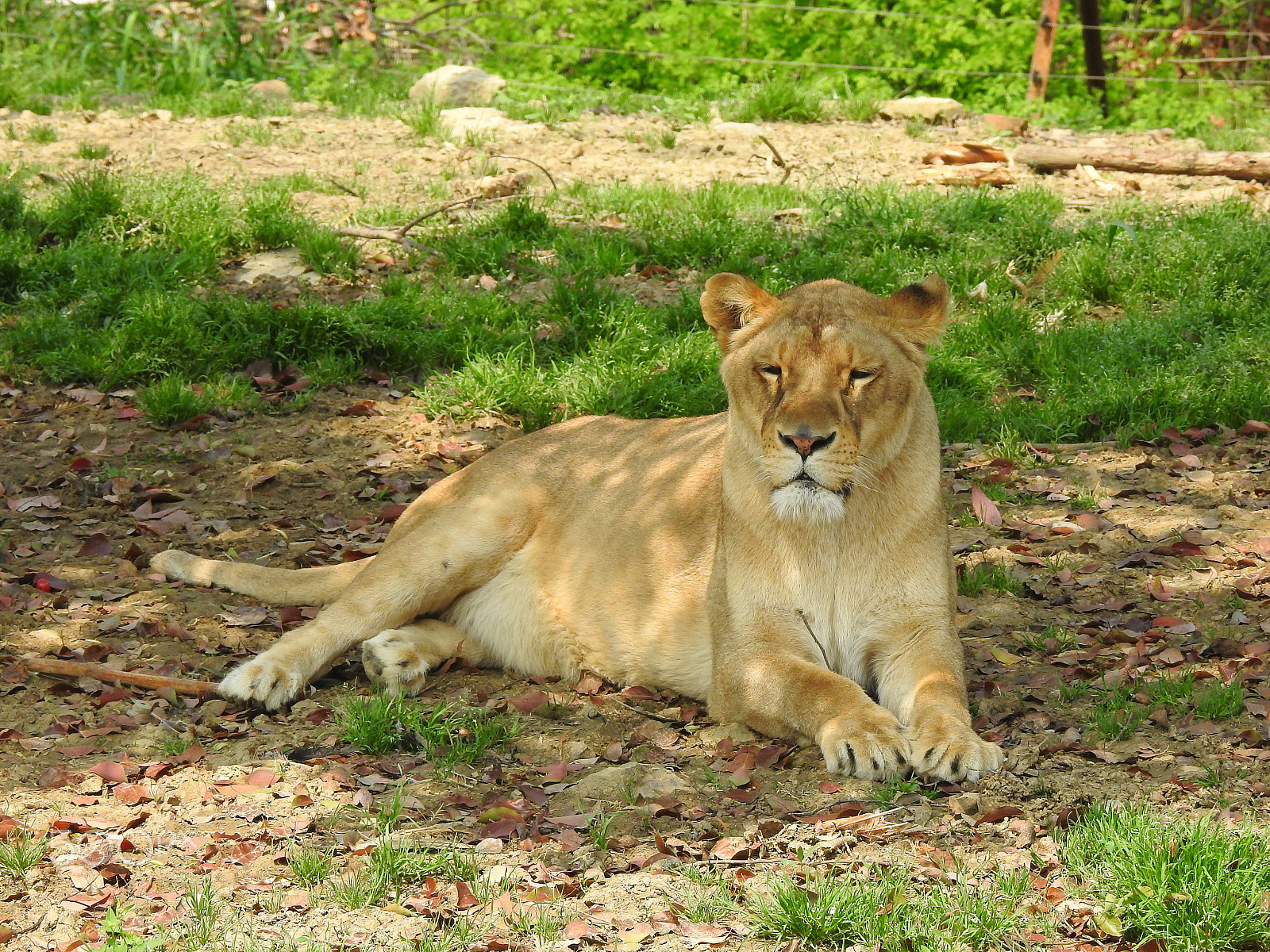 Nikon COOLPIX P900s sample photo. A relaxing lioness photography