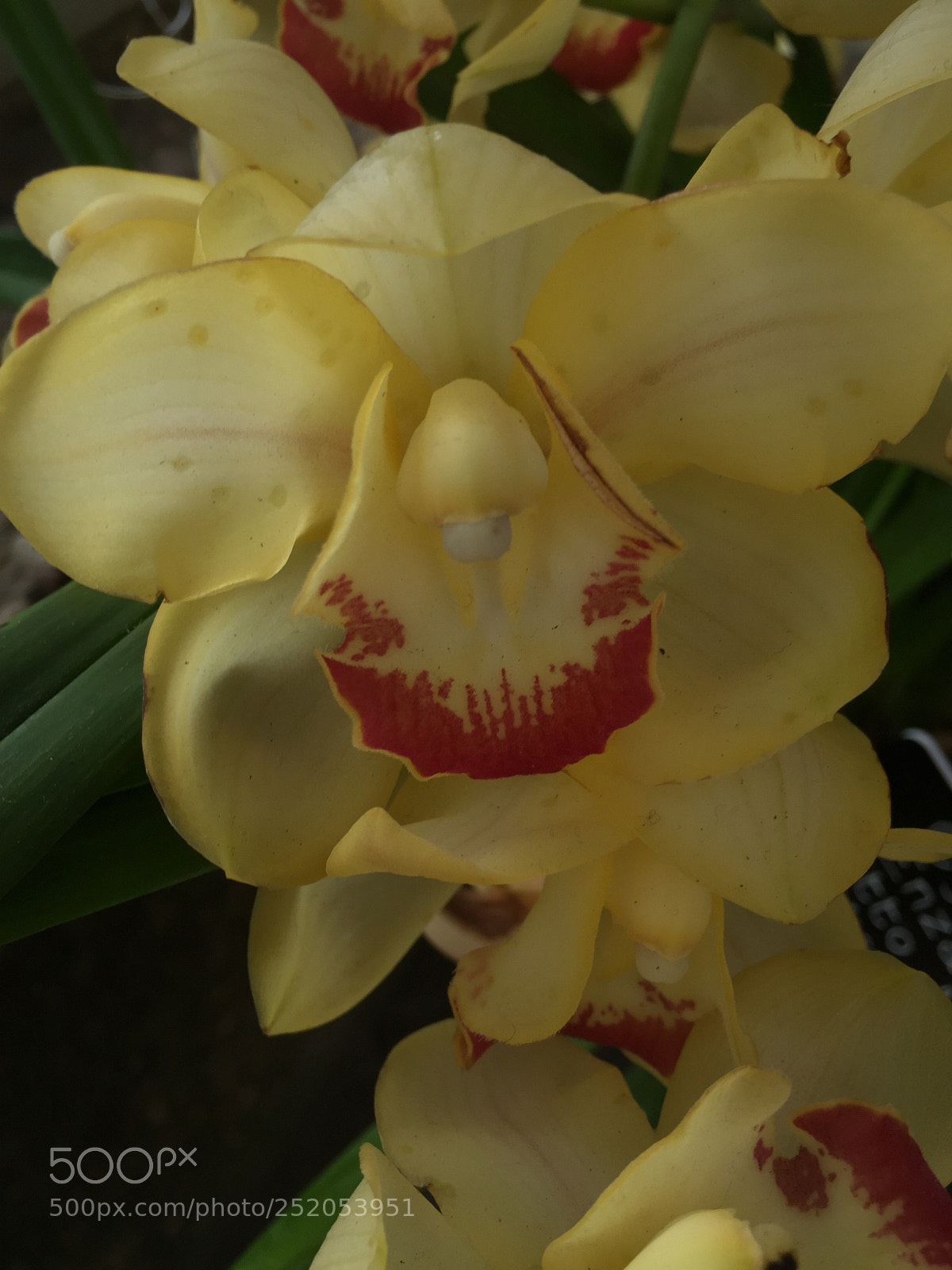 Apple iPhone 6 sample photo. Captured photography
