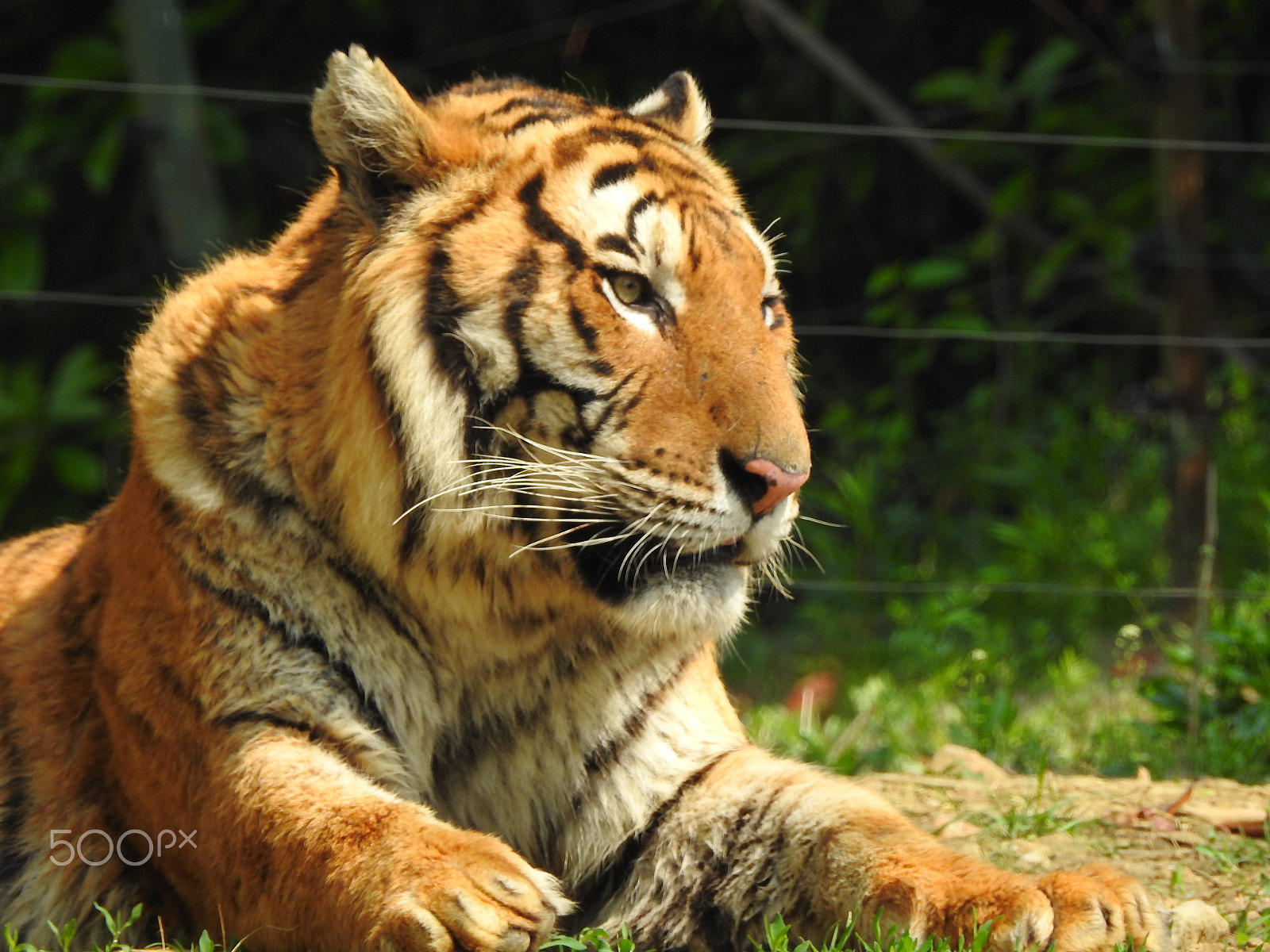 Nikon COOLPIX P900s sample photo. A relaxing tiger photography