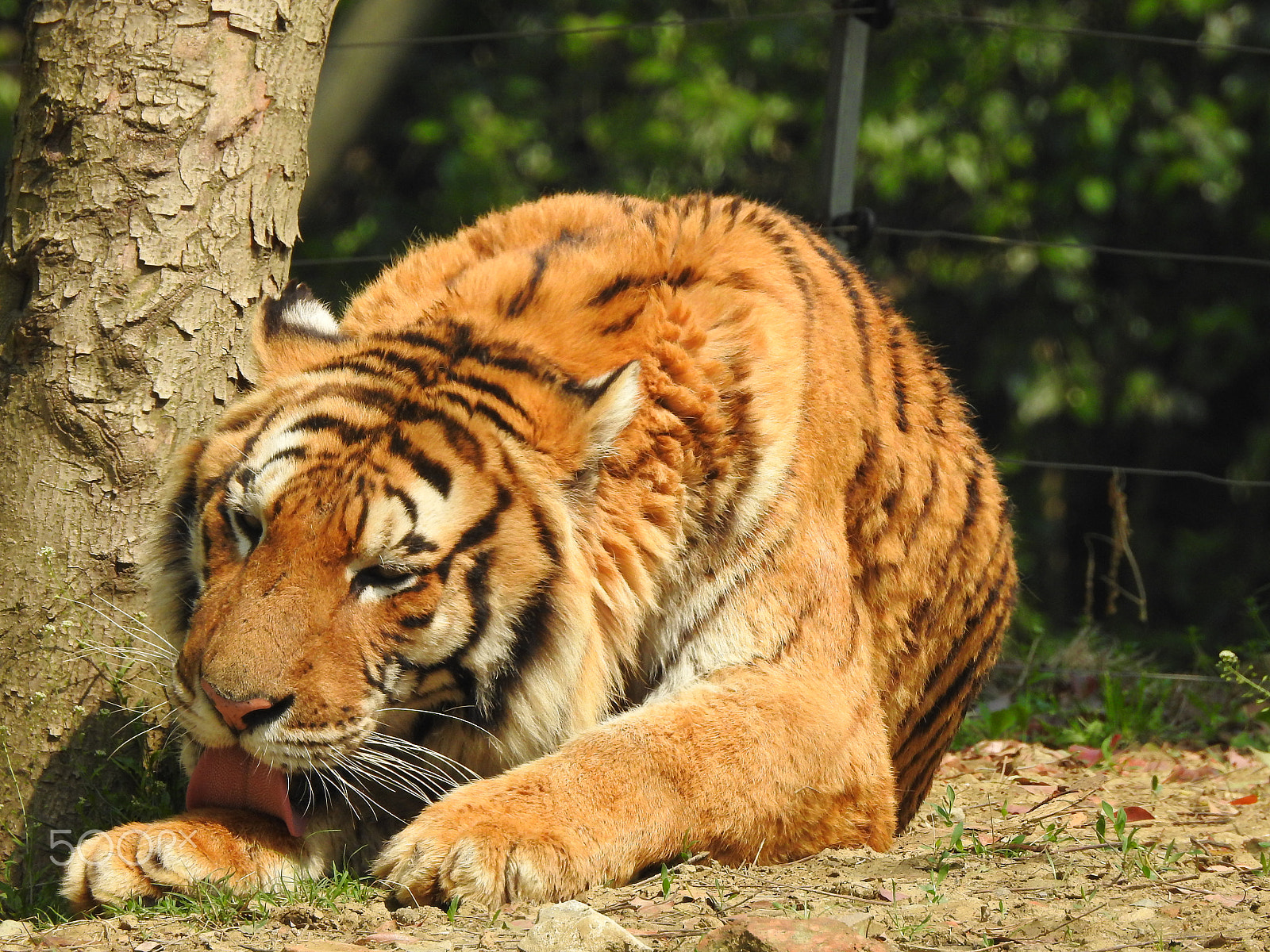 Nikon COOLPIX P900s sample photo. A tiger cleaning photography