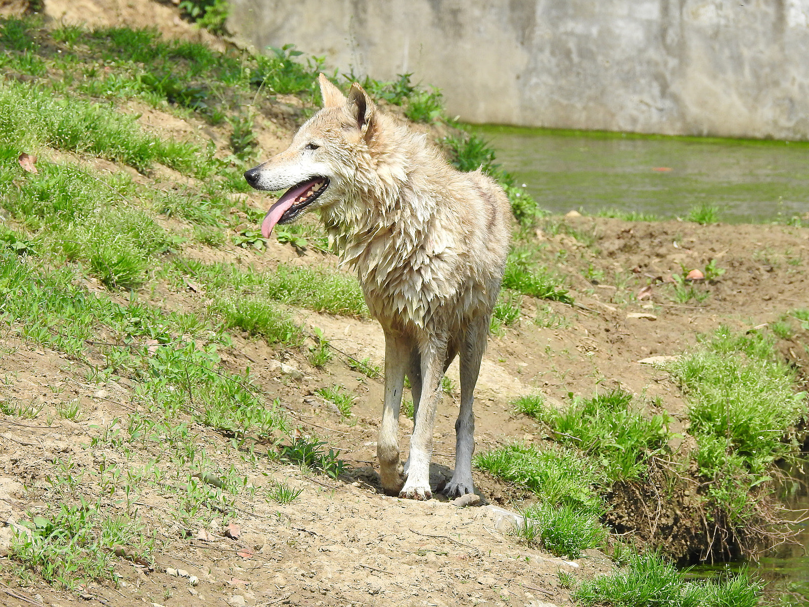 Nikon COOLPIX P900s sample photo. A basking wolf photography