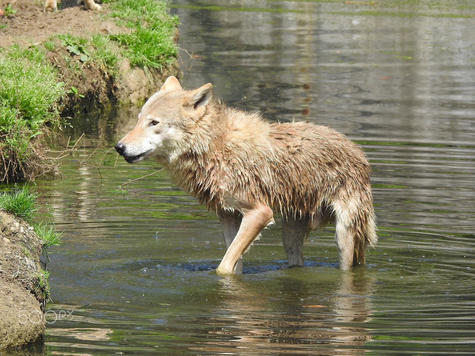 Nikon COOLPIX P900s sample photo. A bathing wolf photography