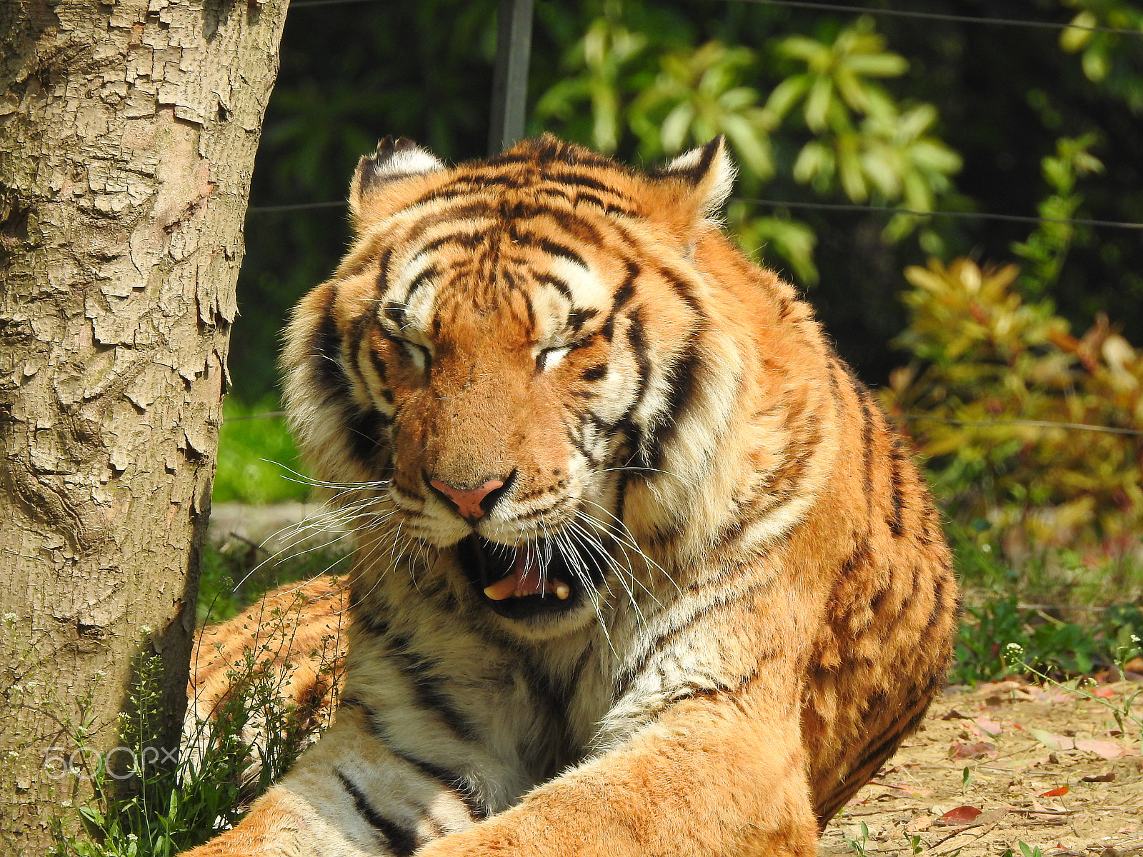 Nikon COOLPIX P900s sample photo. A sleepy tiger photography
