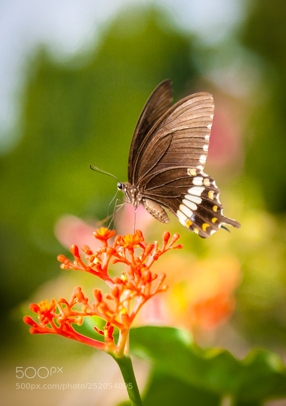 Canon EOS 5D Mark II sample photo. Swallowtail butterfly photography