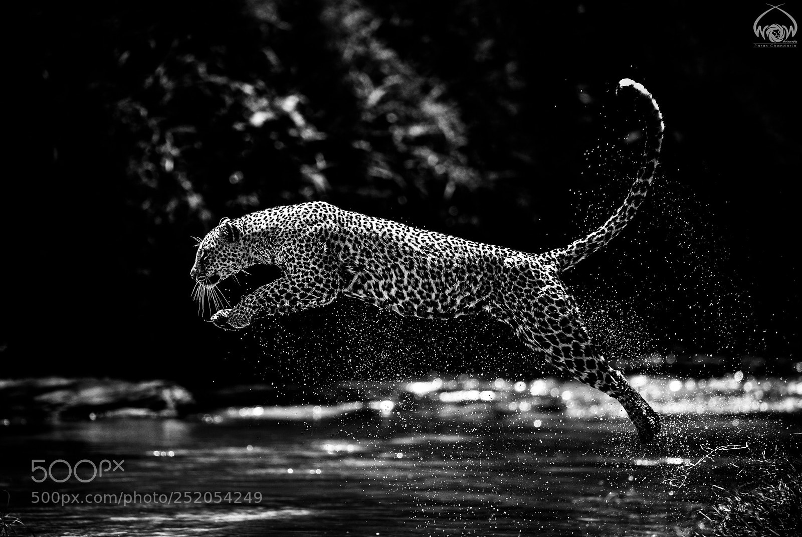 Canon EOS-1D X Mark II sample photo. Flying queen photography