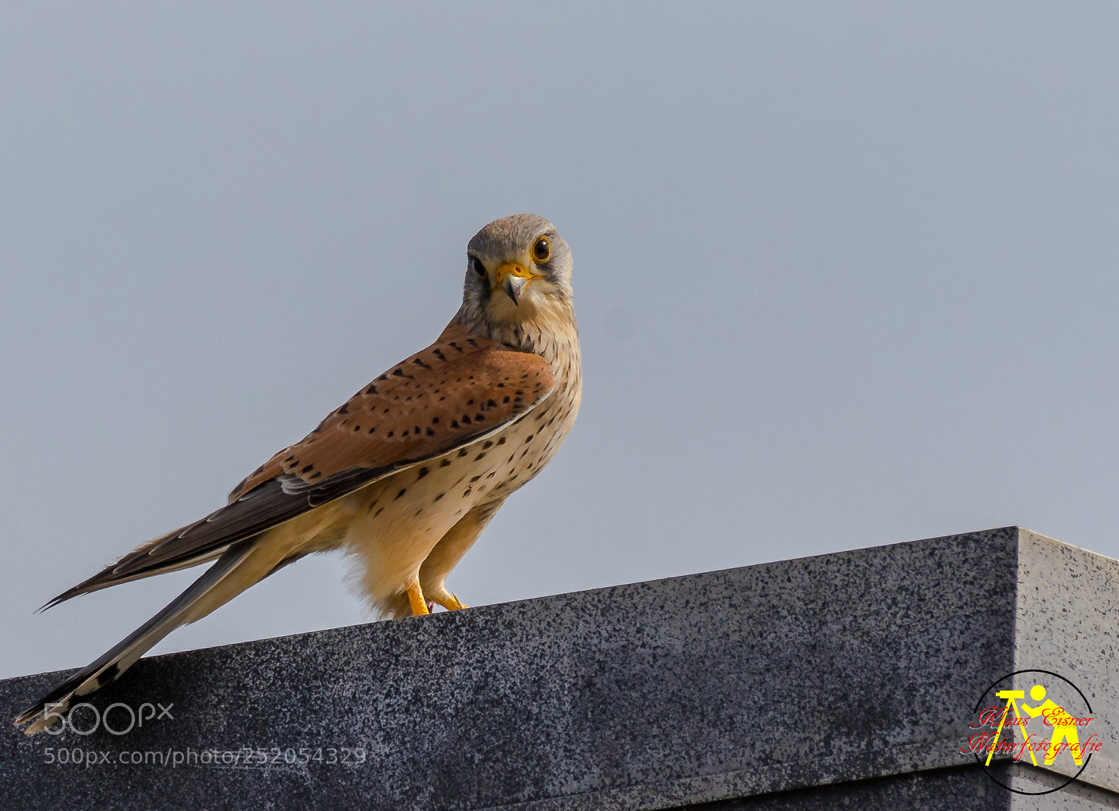 Canon EOS 5D Mark IV sample photo. Turmfalke m nnchen common photography