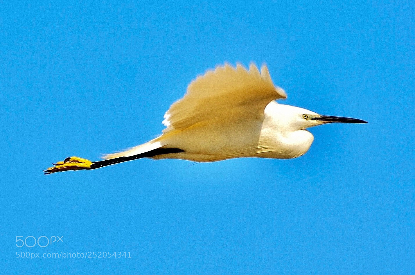 Nikon D7000 sample photo. Flying heron photography