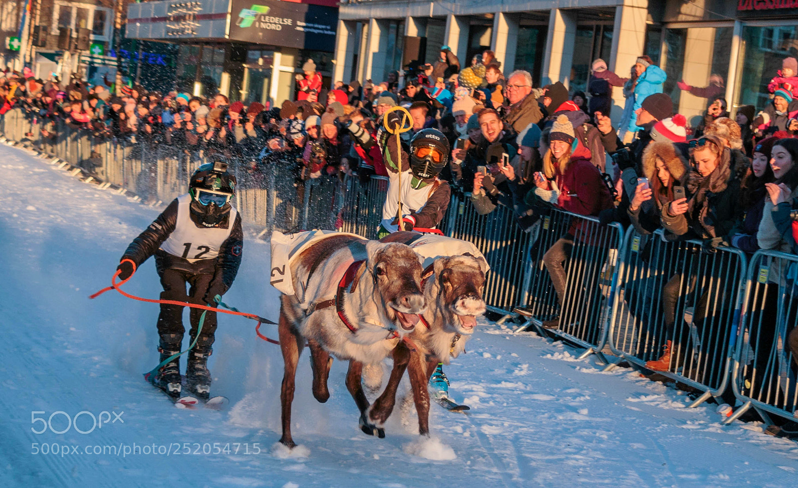 Canon EOS 70D sample photo. Reindeer race championship photography