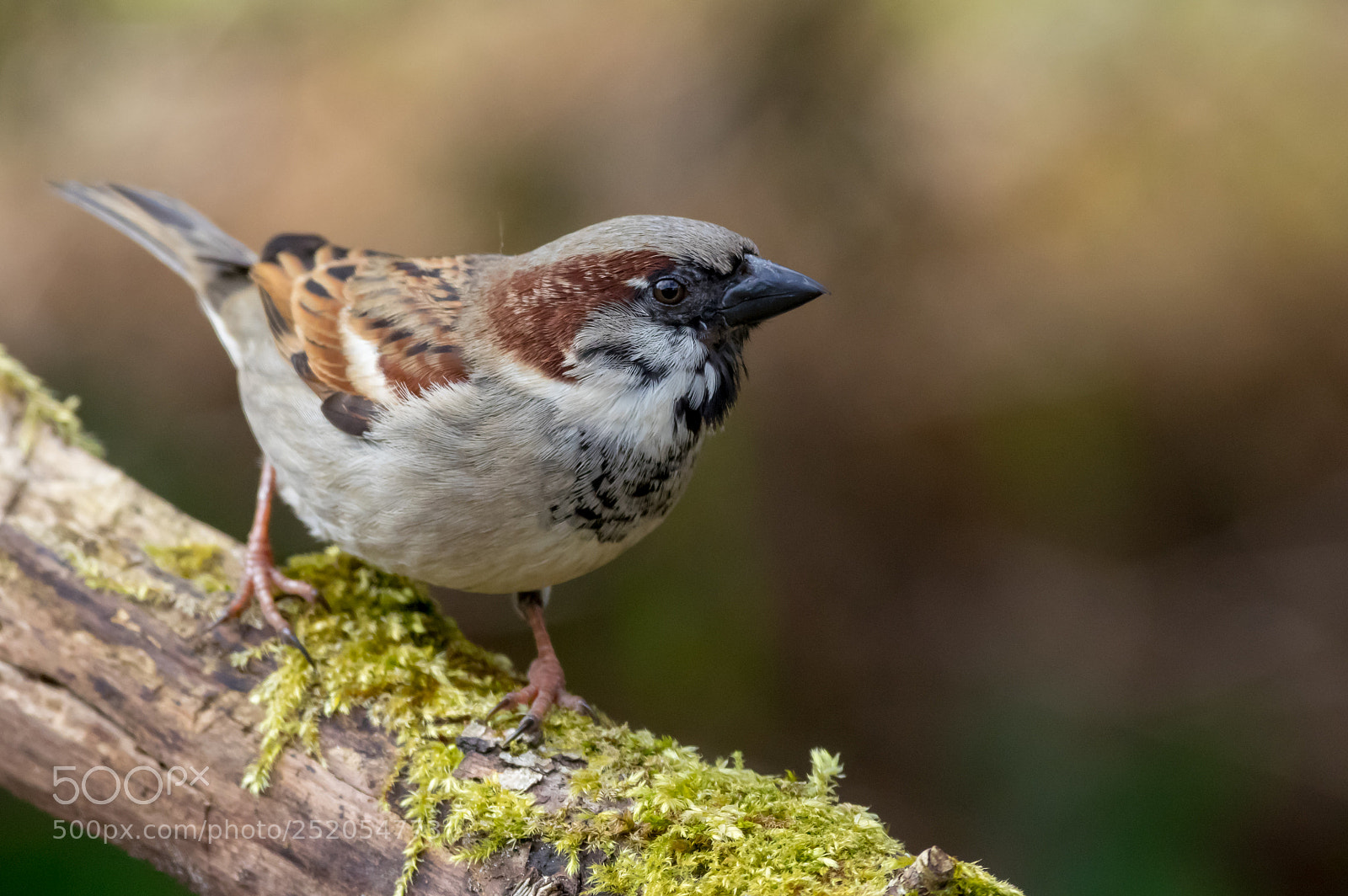 Pentax K-3 sample photo. House sparrow photography