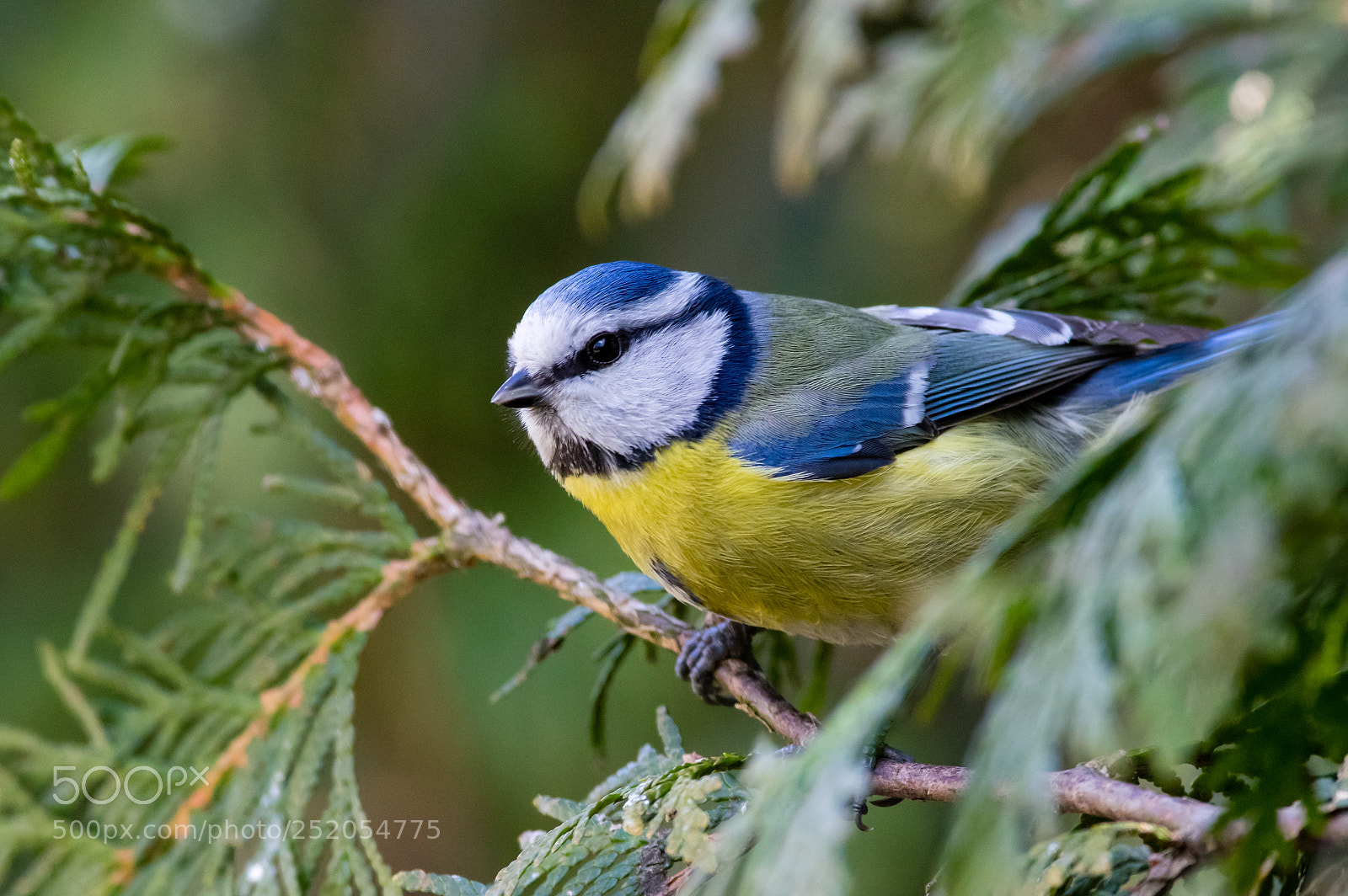 Pentax K-3 sample photo. Blue tit photography
