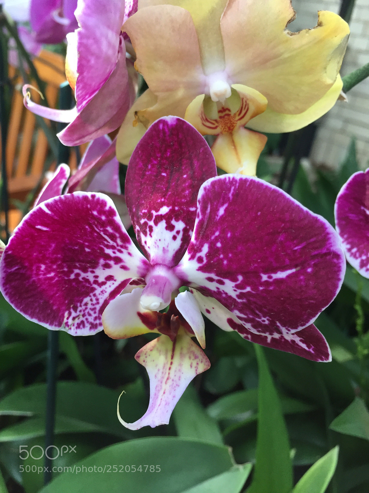 Apple iPhone 6 sample photo. Exotic  photography