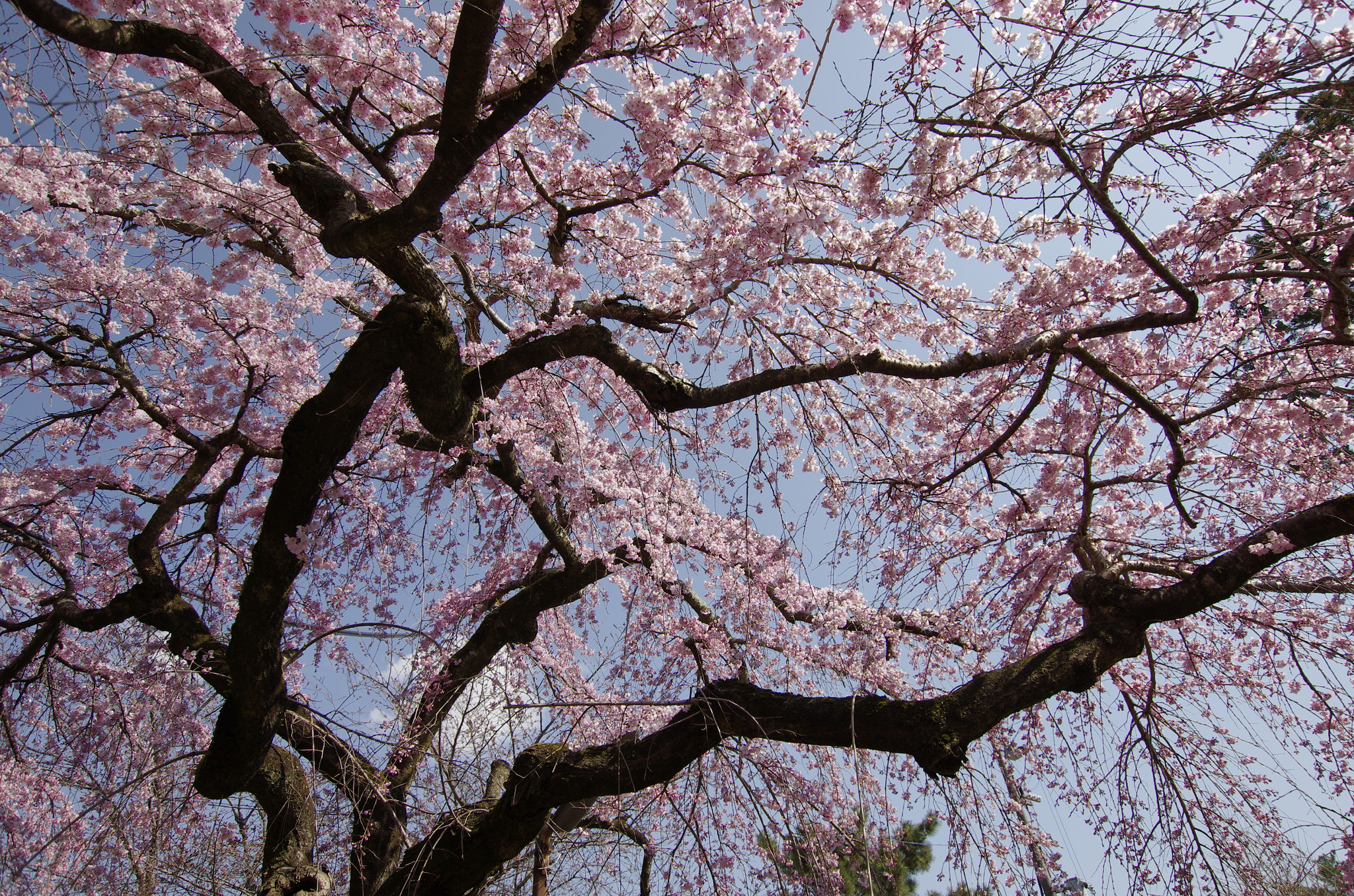 Pentax K-5 II sample photo. 桜降る photography