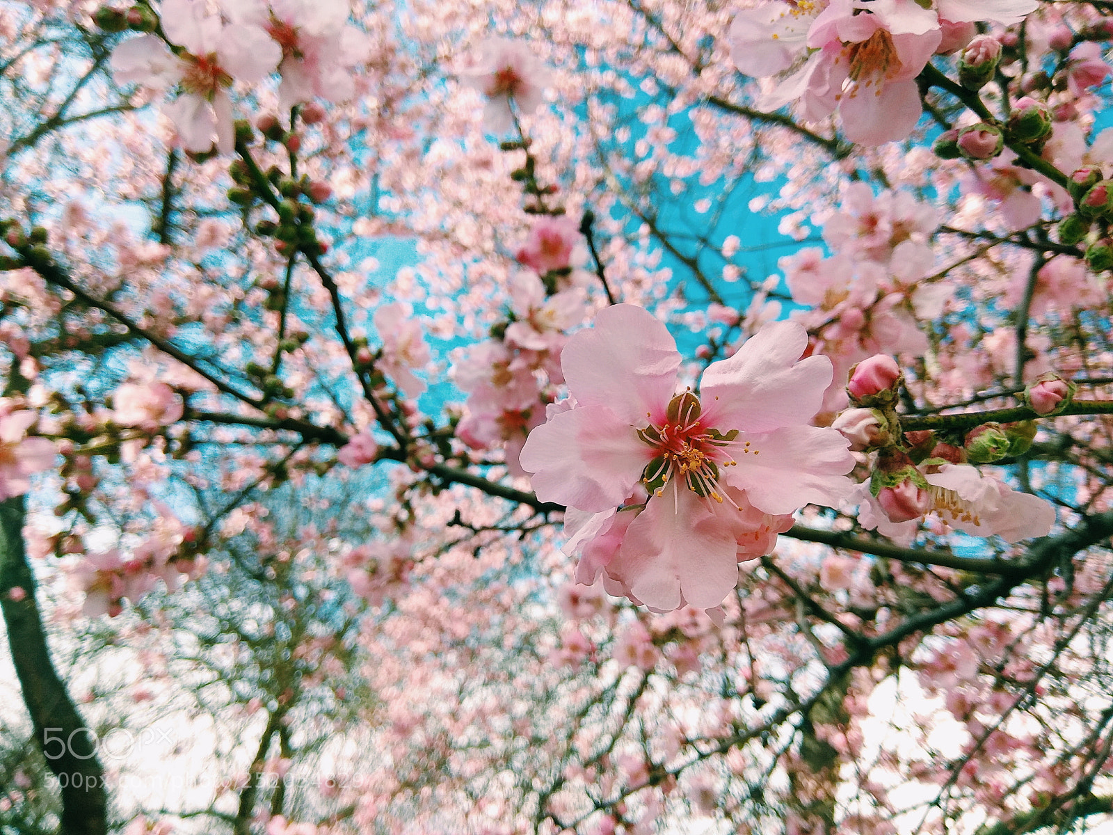 Xiaomi Redmi Note 4 sample photo. Blossom photography