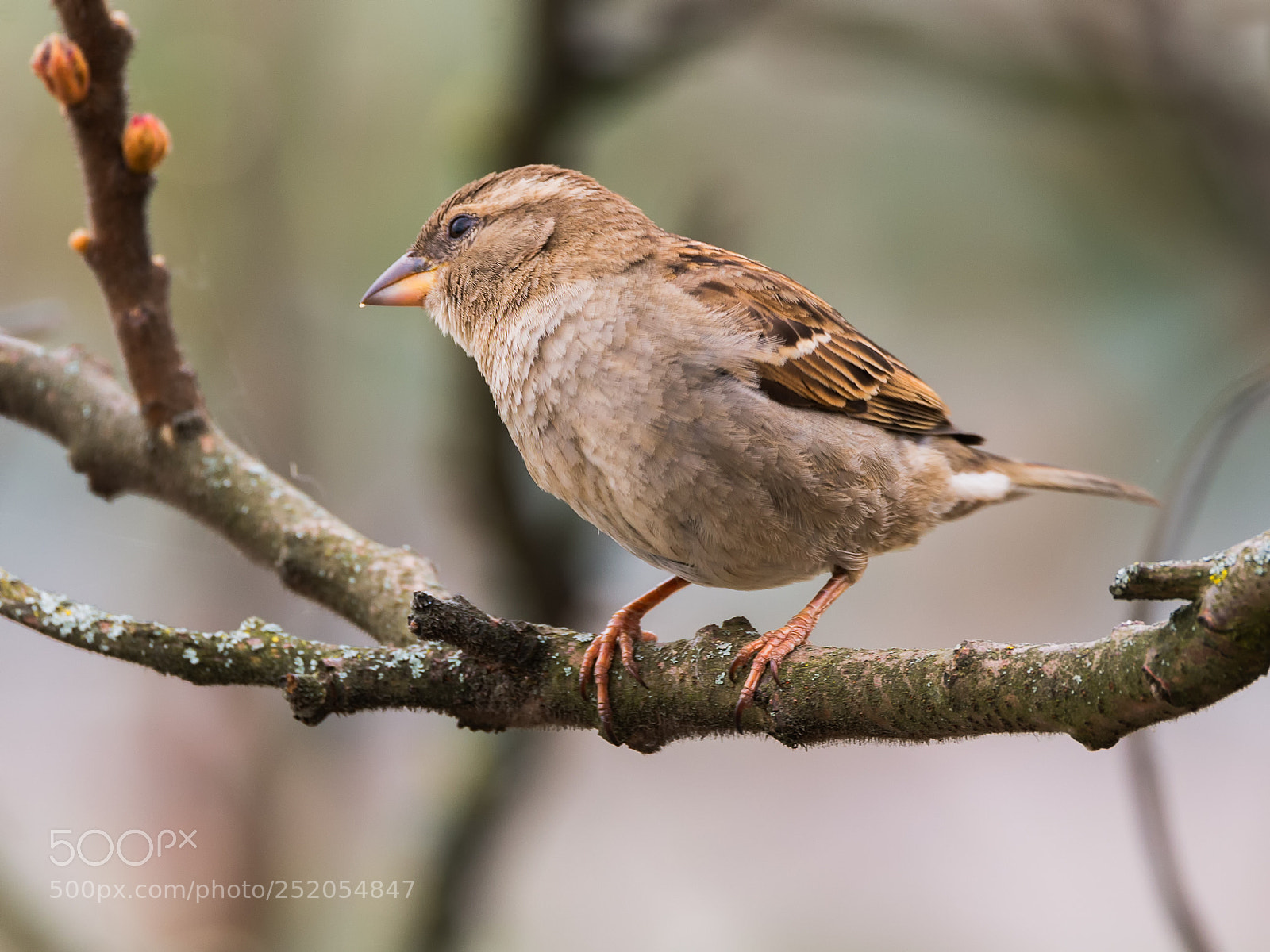 Nikon D610 sample photo. Sparrow photography
