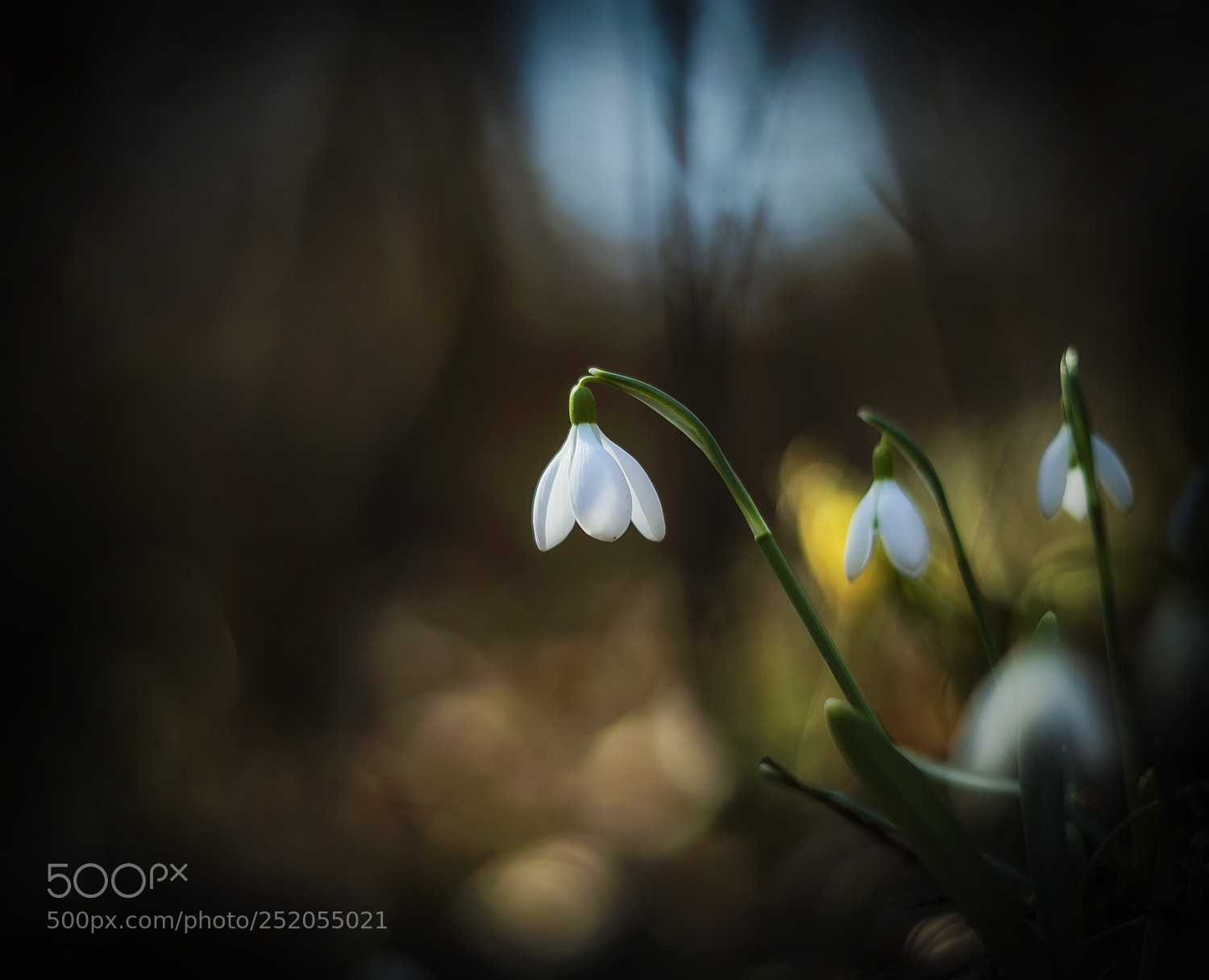 Nikon D610 sample photo. Spring awakening photography