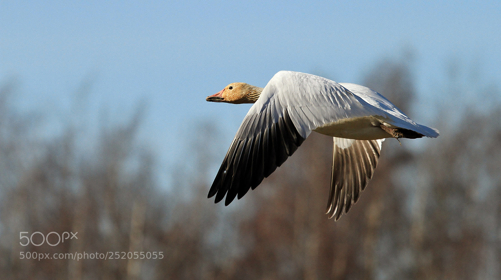 Canon EOS 7D sample photo. Snow goose flyby photography