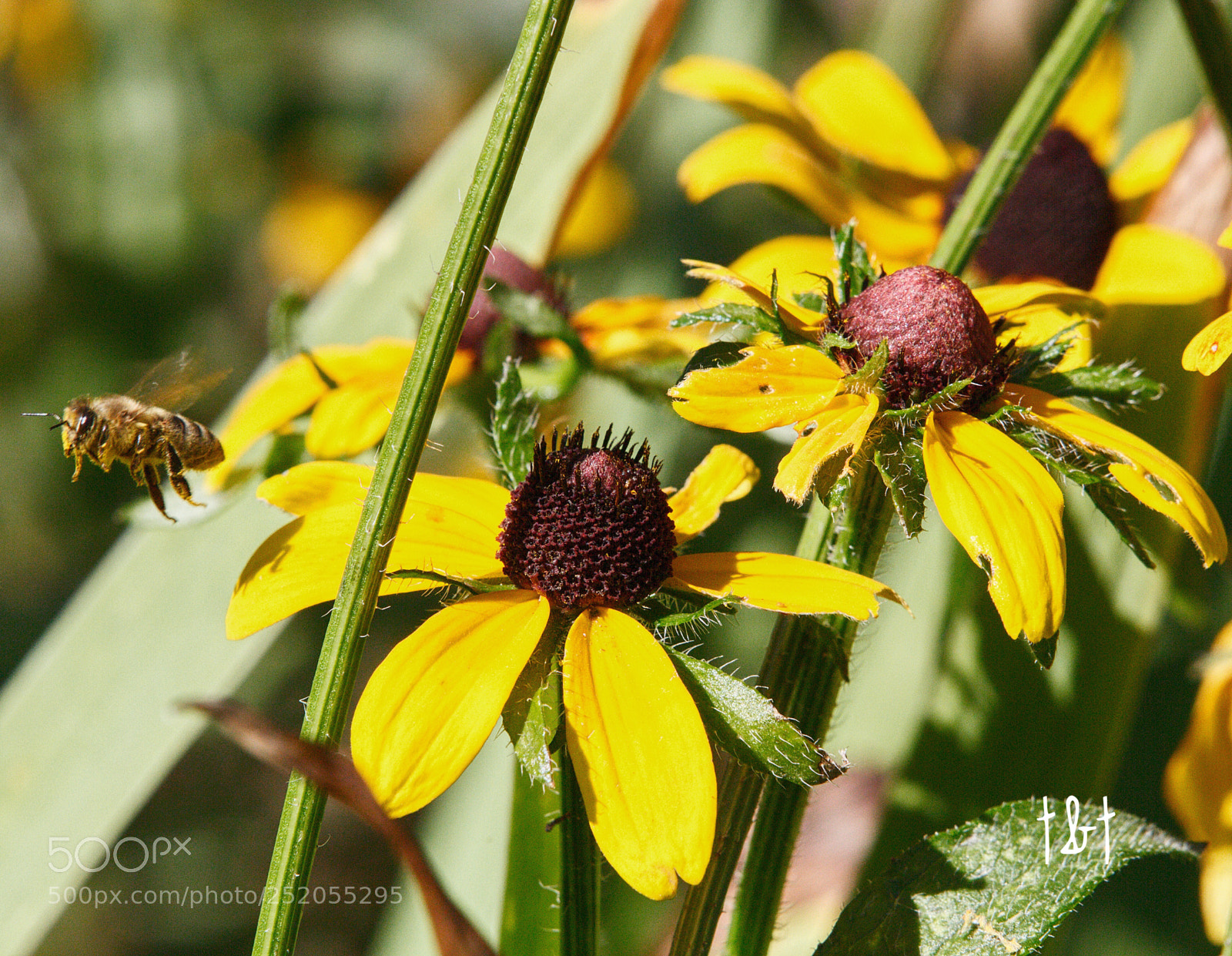 Canon EOS 7D sample photo. Untitled photography