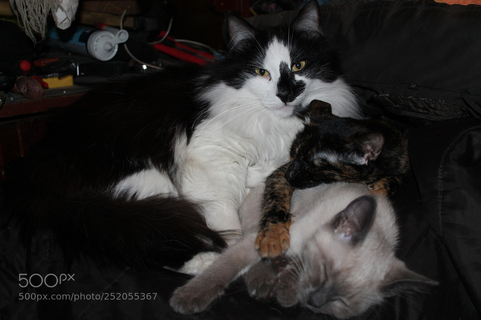 Canon EOS 1100D (EOS Rebel T3 / EOS Kiss X50) sample photo. Cats photography