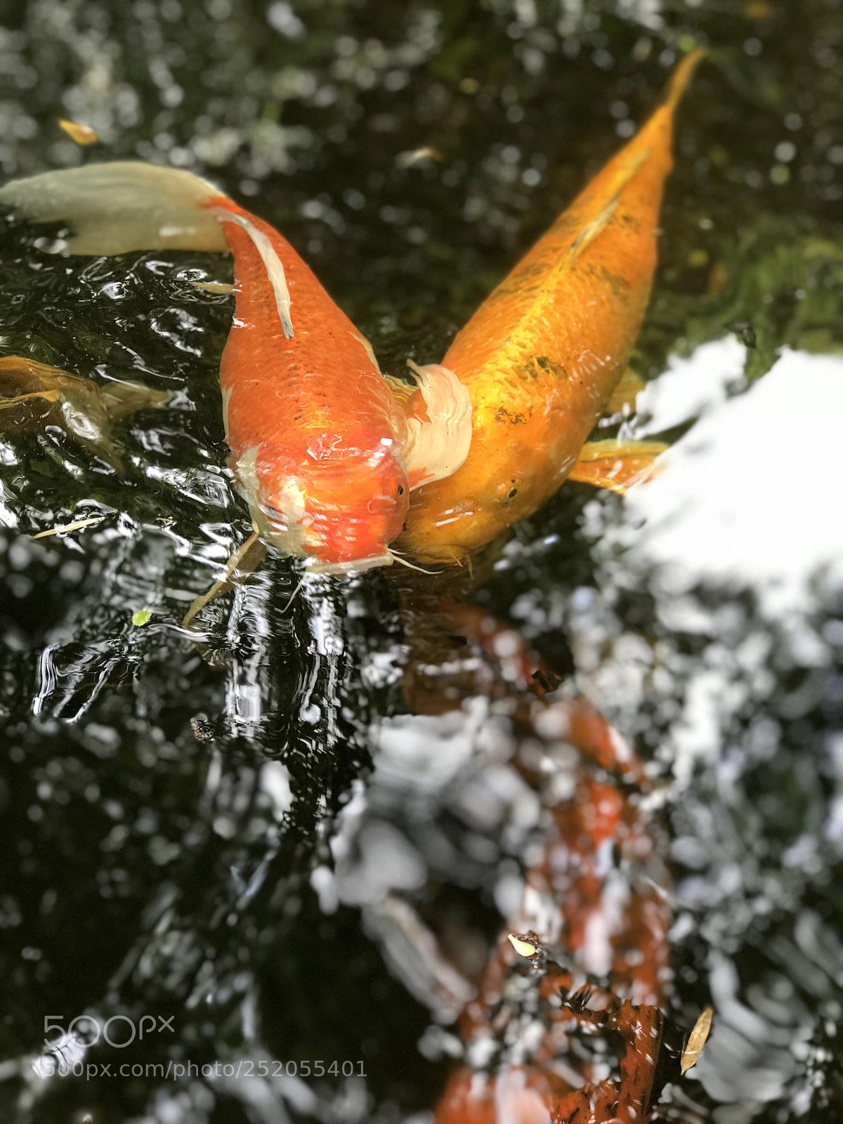 Apple iPhone 7 Plus sample photo. Kissing koi’s photography