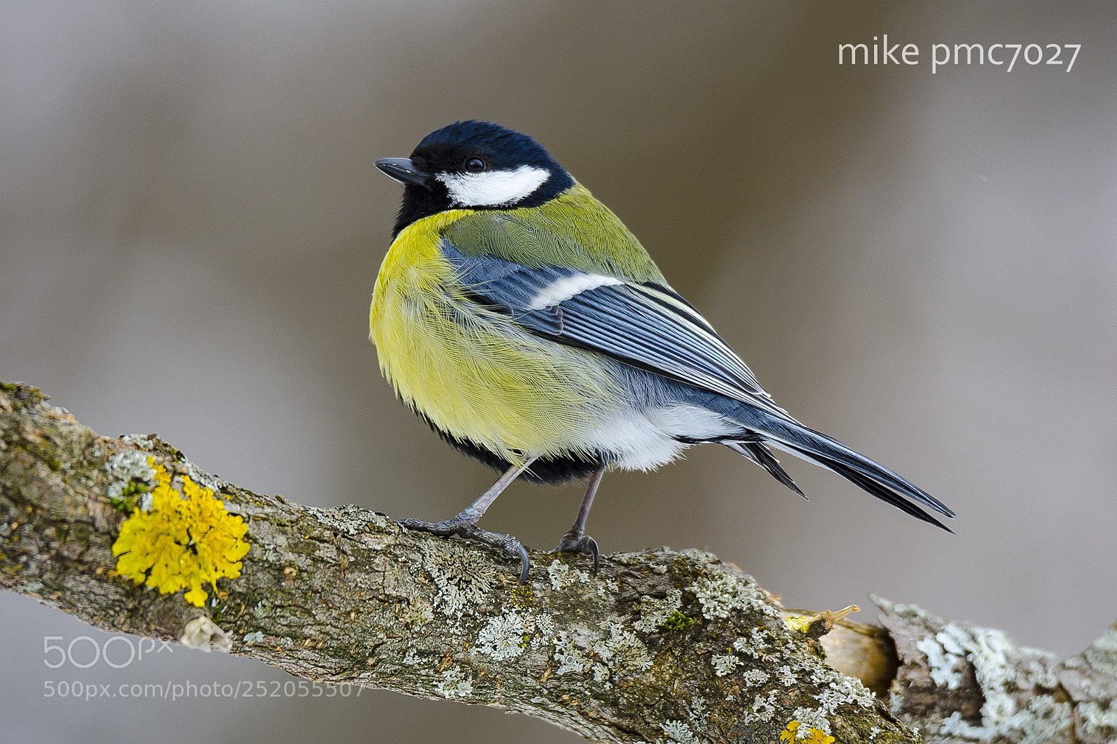Nikon D7000 sample photo. A big tit photography