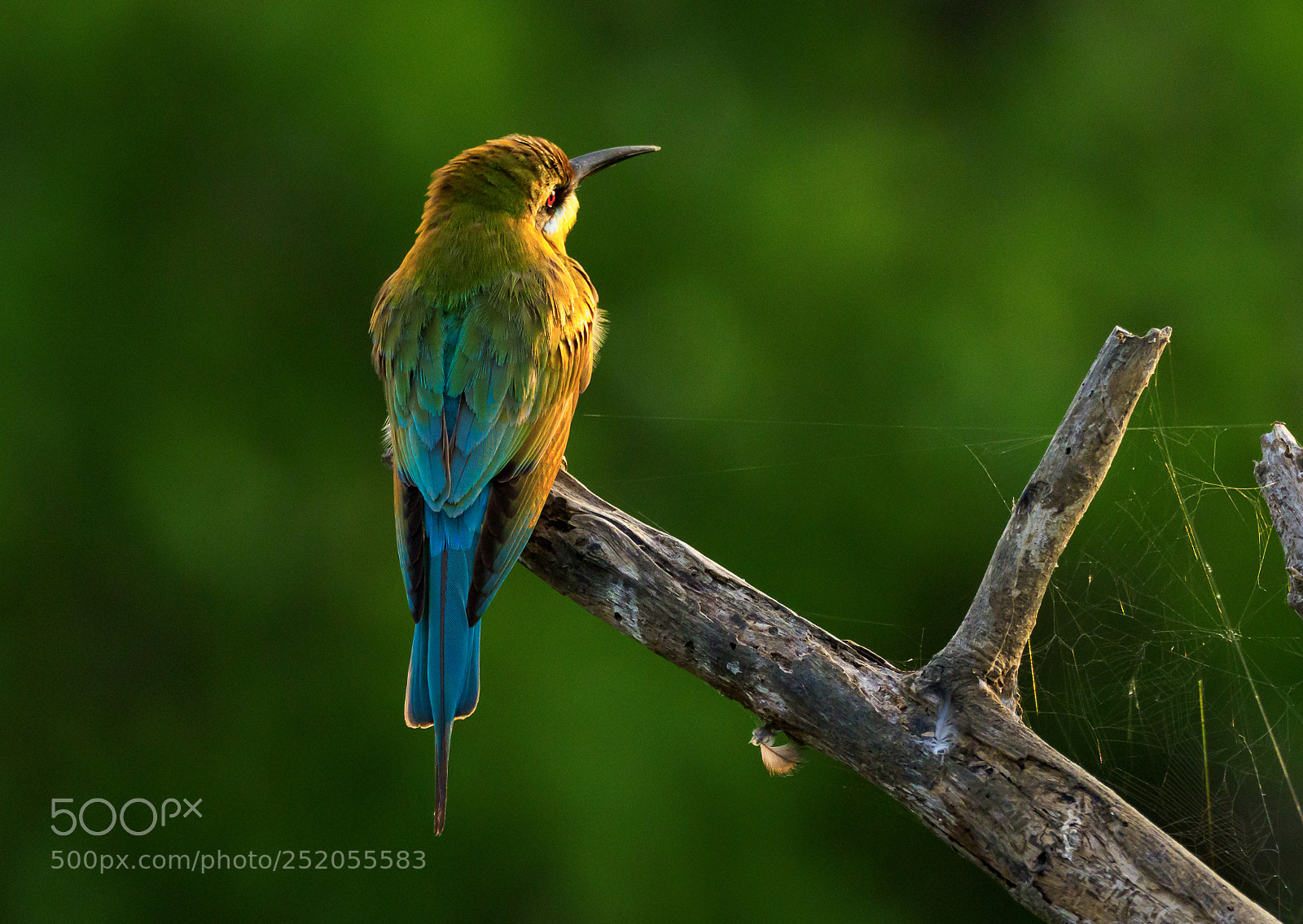 Olympus OM-D E-M1 Mark II sample photo. Bee eater in the photography