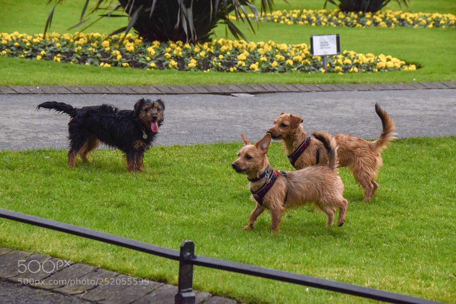 Nikon D5500 sample photo. Treats?! photography